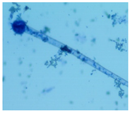 Jof 08 00190 i006 Jof 08 00190 i006