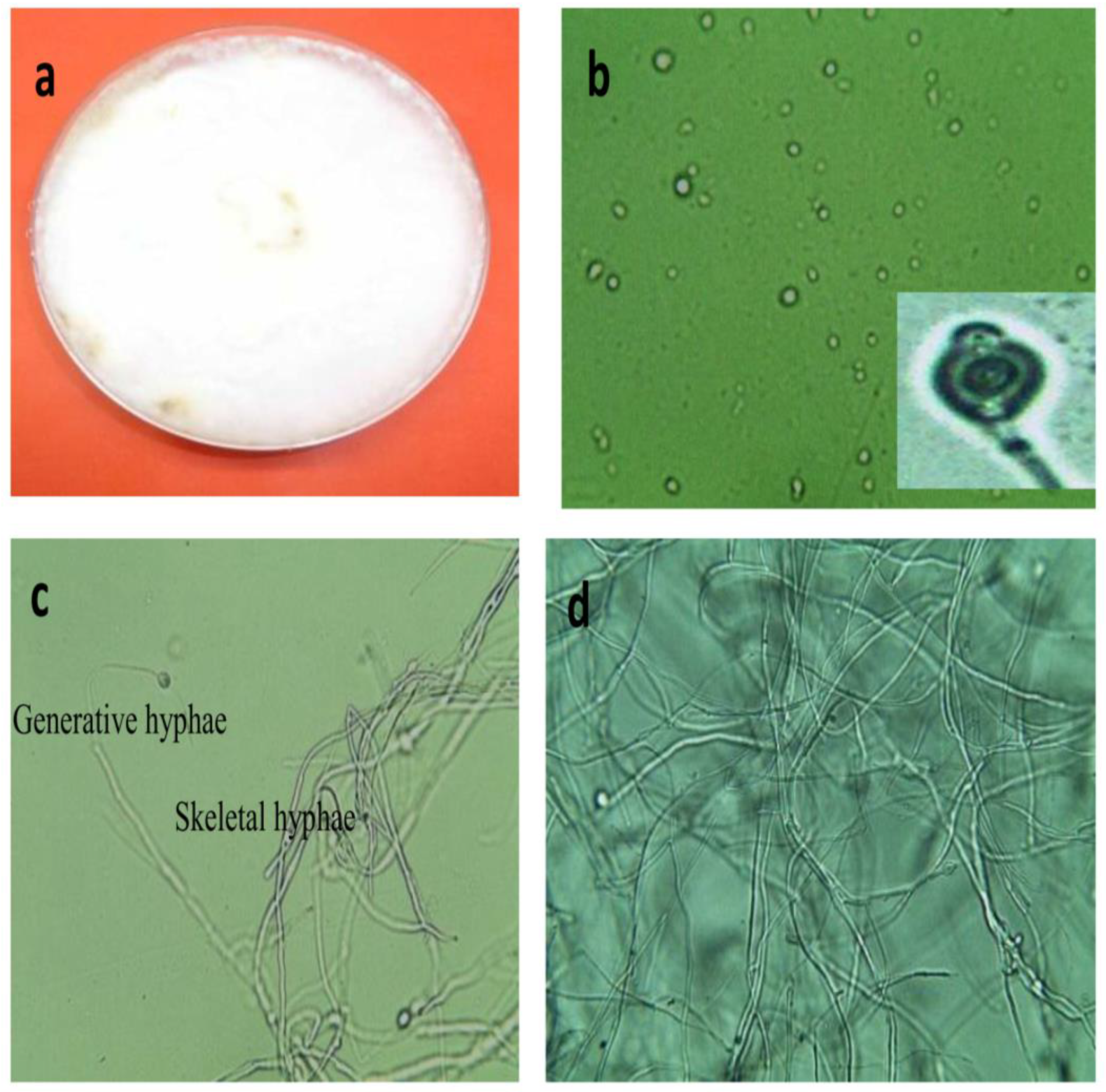 Jof 08 00192 g001 Jof 08 00192 g001