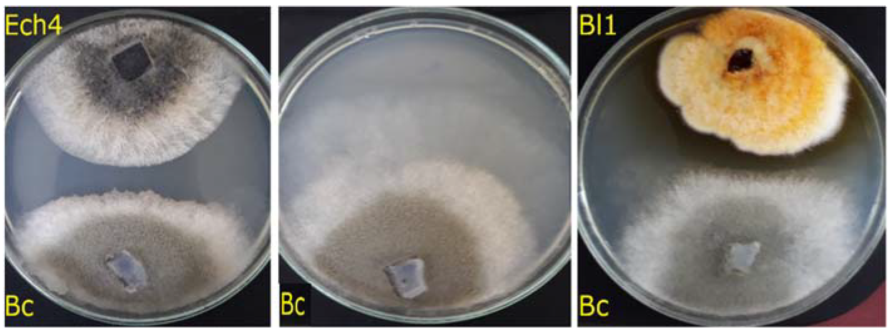 Jof 08 00197 g003 Jof 08 00197 g003