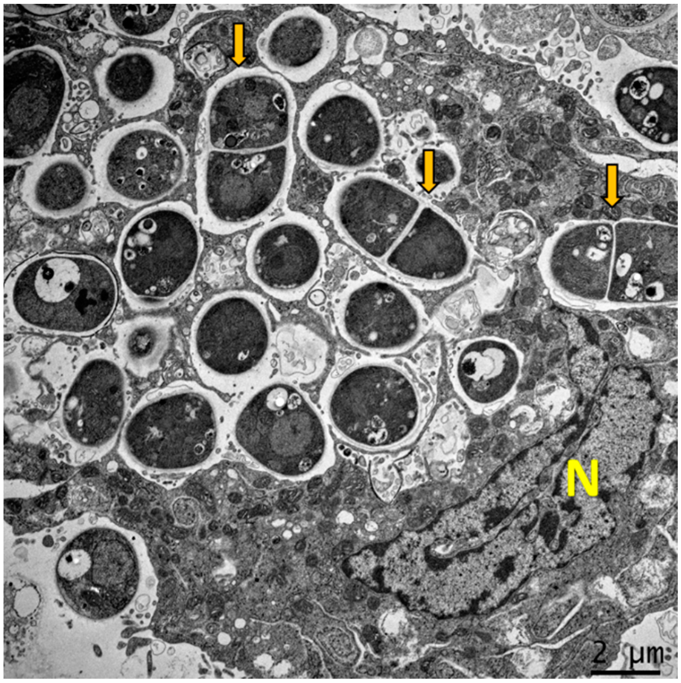 Jof 08 00200 g001 Jof 08 00200 g001