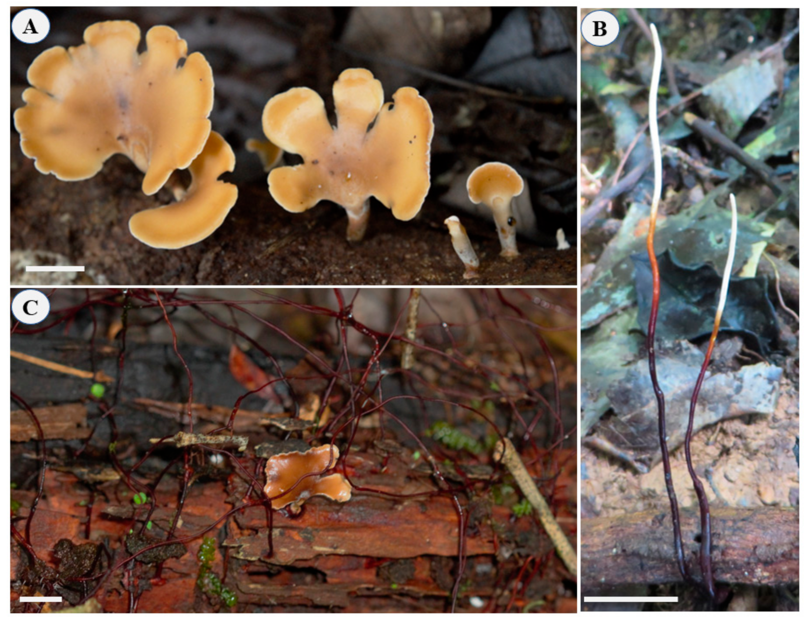 JoF | Free Full-Text | New Findings on the Biology and Ecology of the  Ecuadorian Amazon Fungus Polyporus leprieurii var. yasuniensis
