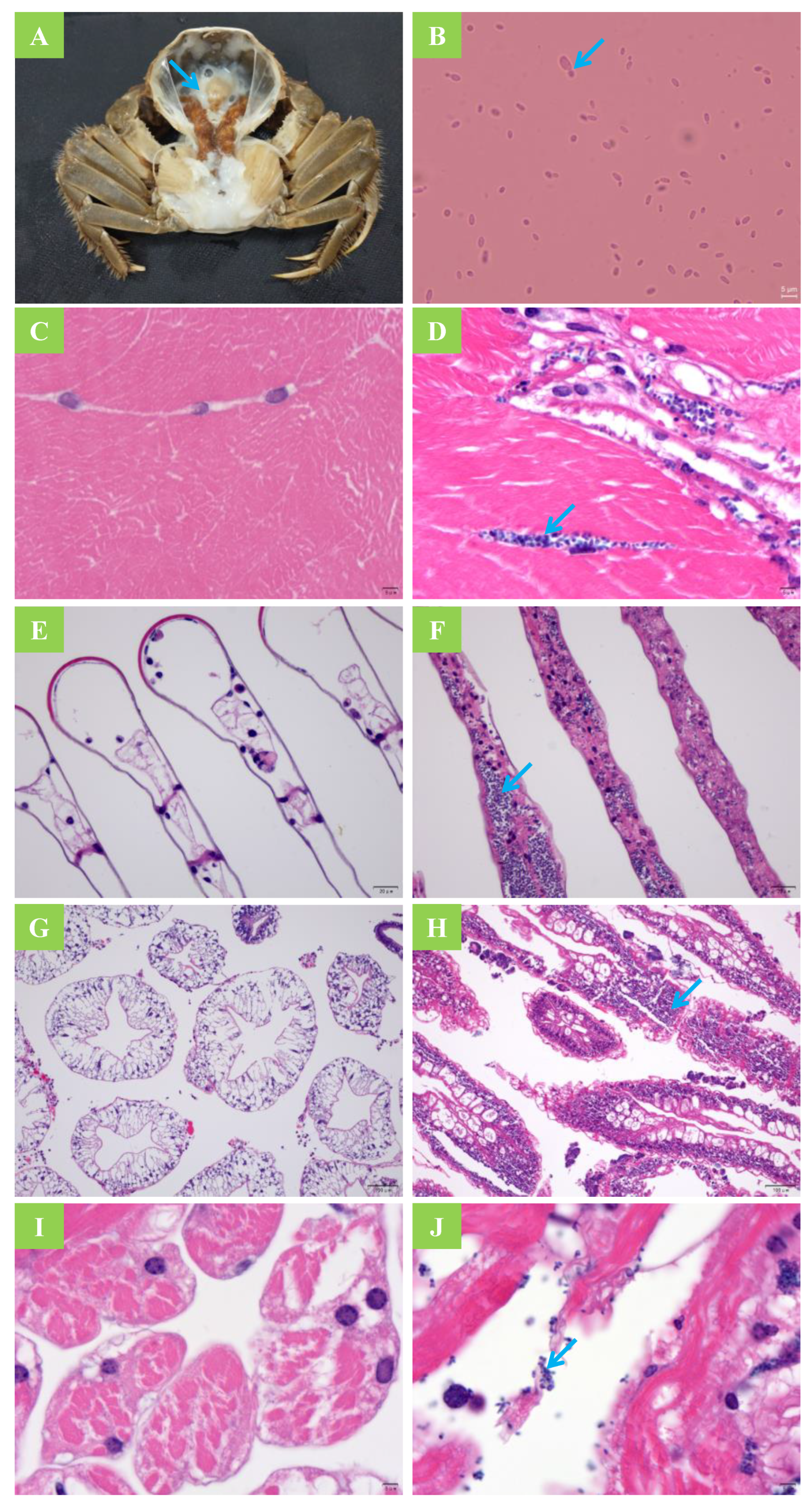 Jof 08 00210 g002 Jof 08 00210 g002