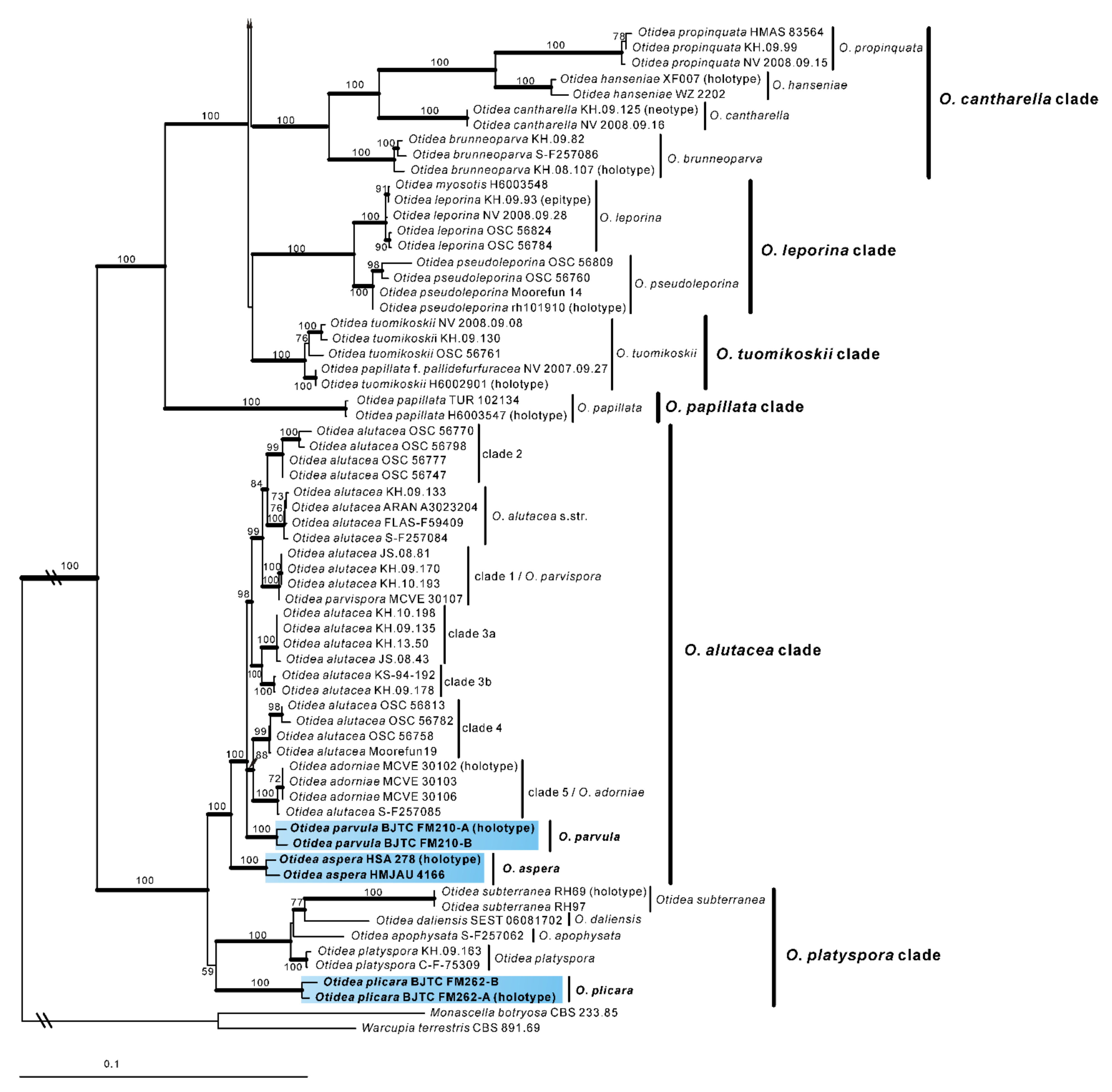 JoF | Free Full-Text | New Species and New Records of Otidea from China ...