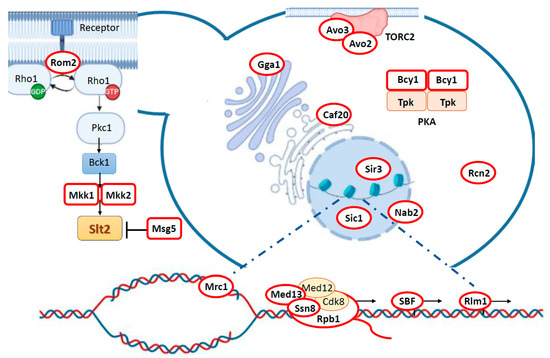 Jof Free Full Text Substrates Of The Mapk Slt2 Shaping Yeast Cell Integrity Html