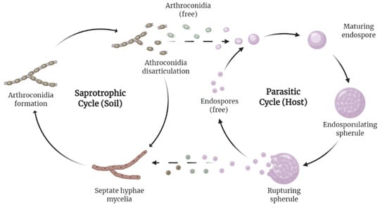 JoF | Free Full-Text | Current Landscape of Coccidioidomycosis