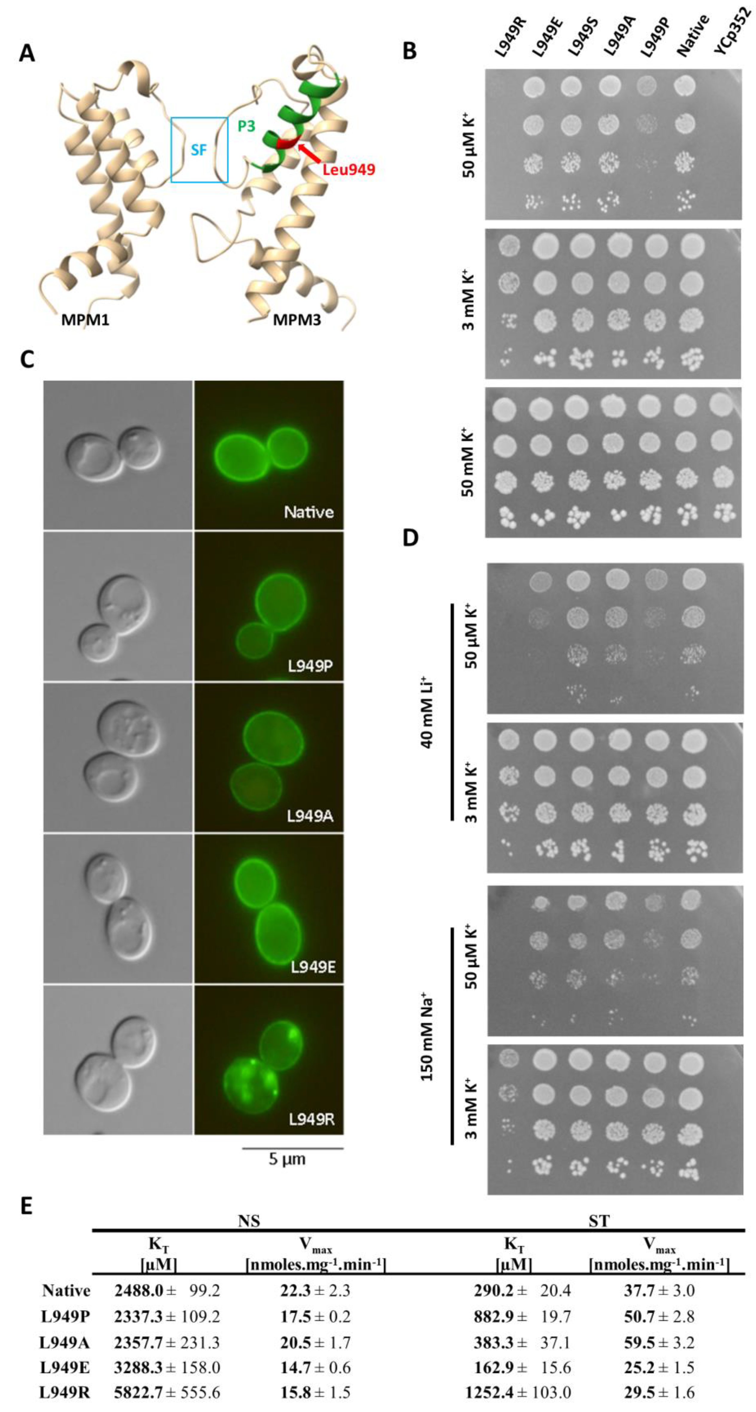 JoF | Free Full-Text | Yeast Trk1 Potassium Transporter Gradually Changes  Its Affinity in Response to Both External and Internal Signals | HTML