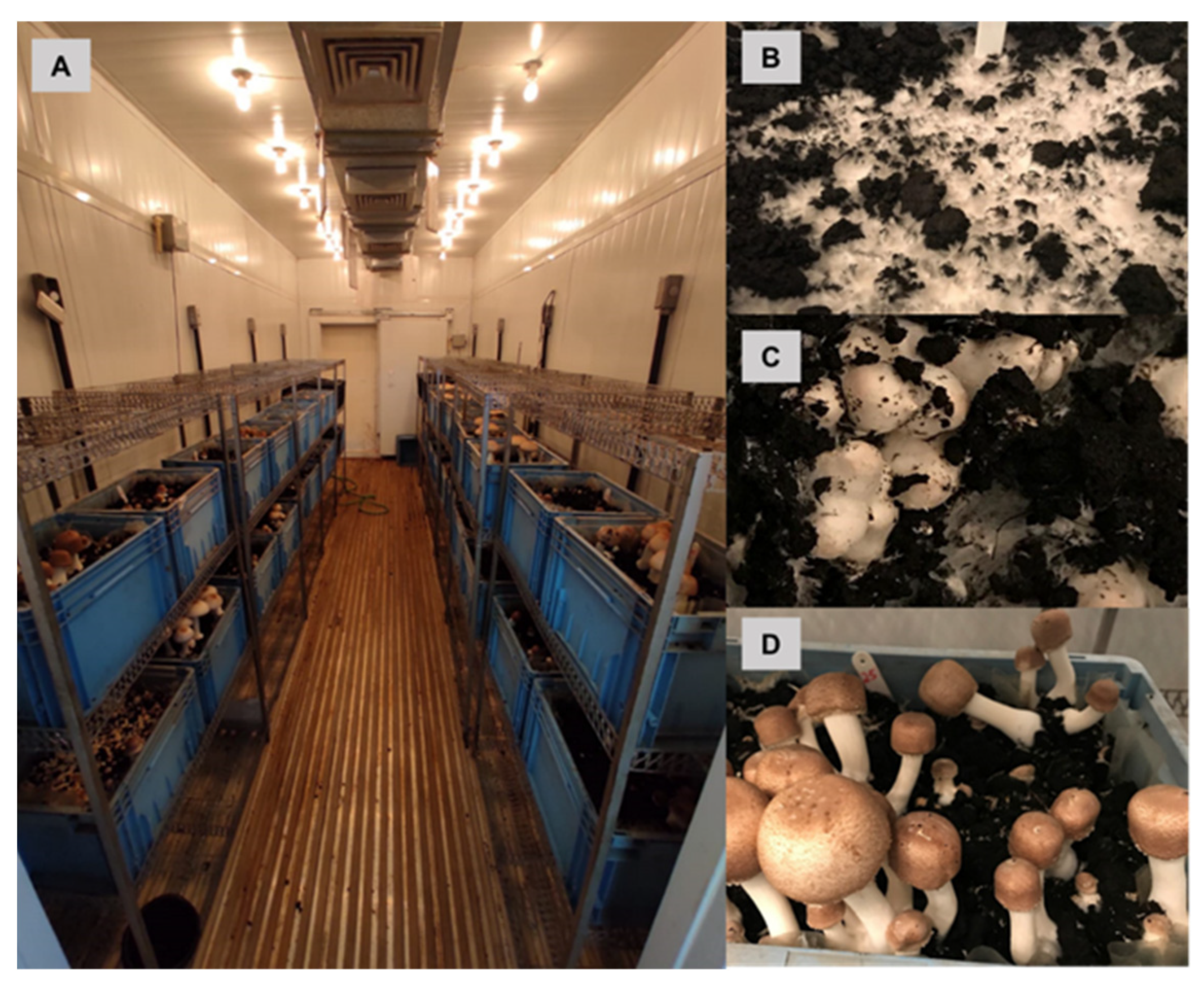 Jof 08 00616 g002 Jof 08 00616 g002