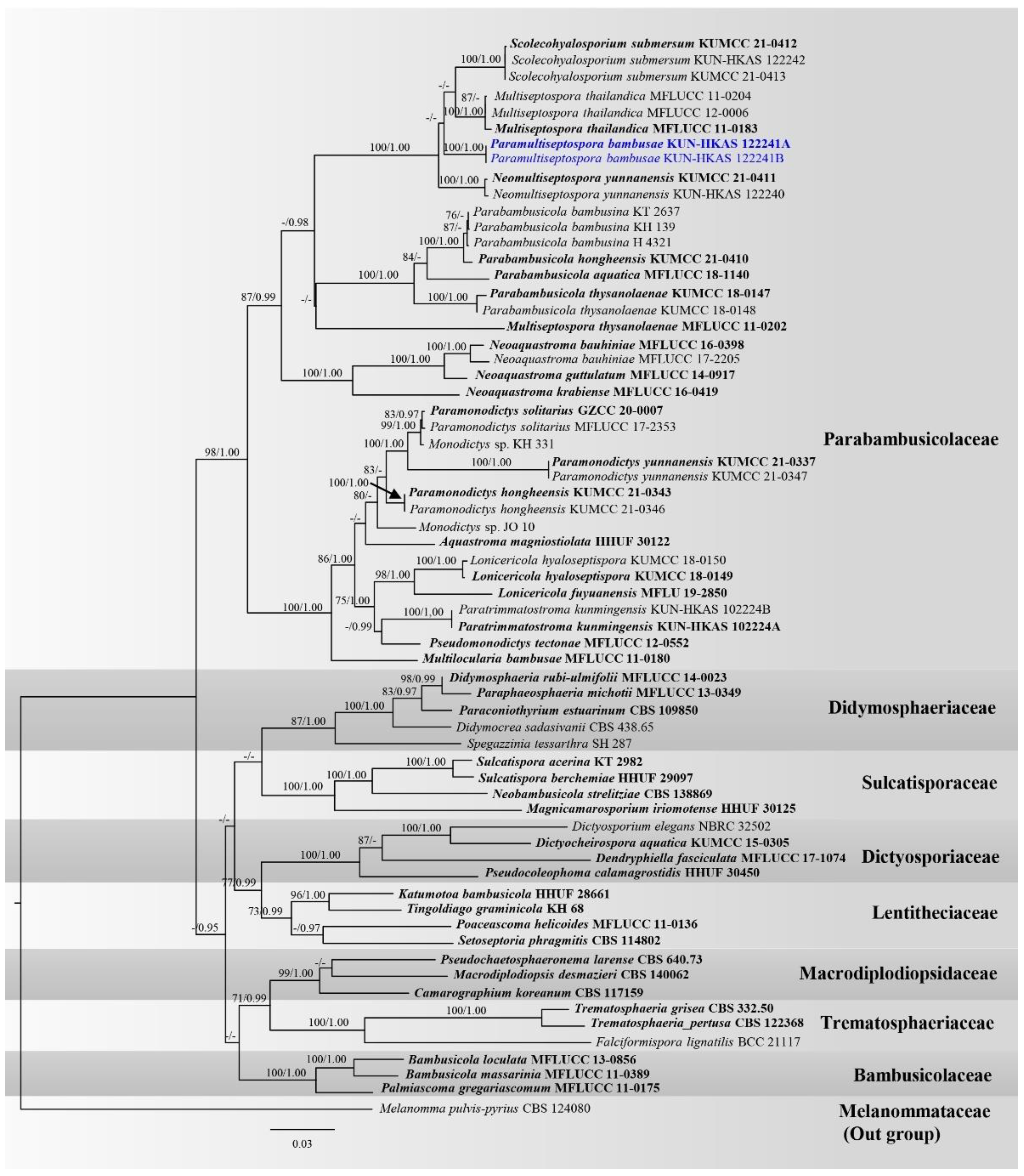 JoF | Free Full-Text | Bambusicolous Fungi in Pleosporales: Introducing  Four Novel Taxa and a New Habitat Record for Anastomitrabeculia didymospora  | HTML