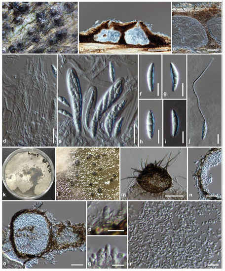 JoF | Free Full-Text | Bambusicolous Fungi in Pleosporales 