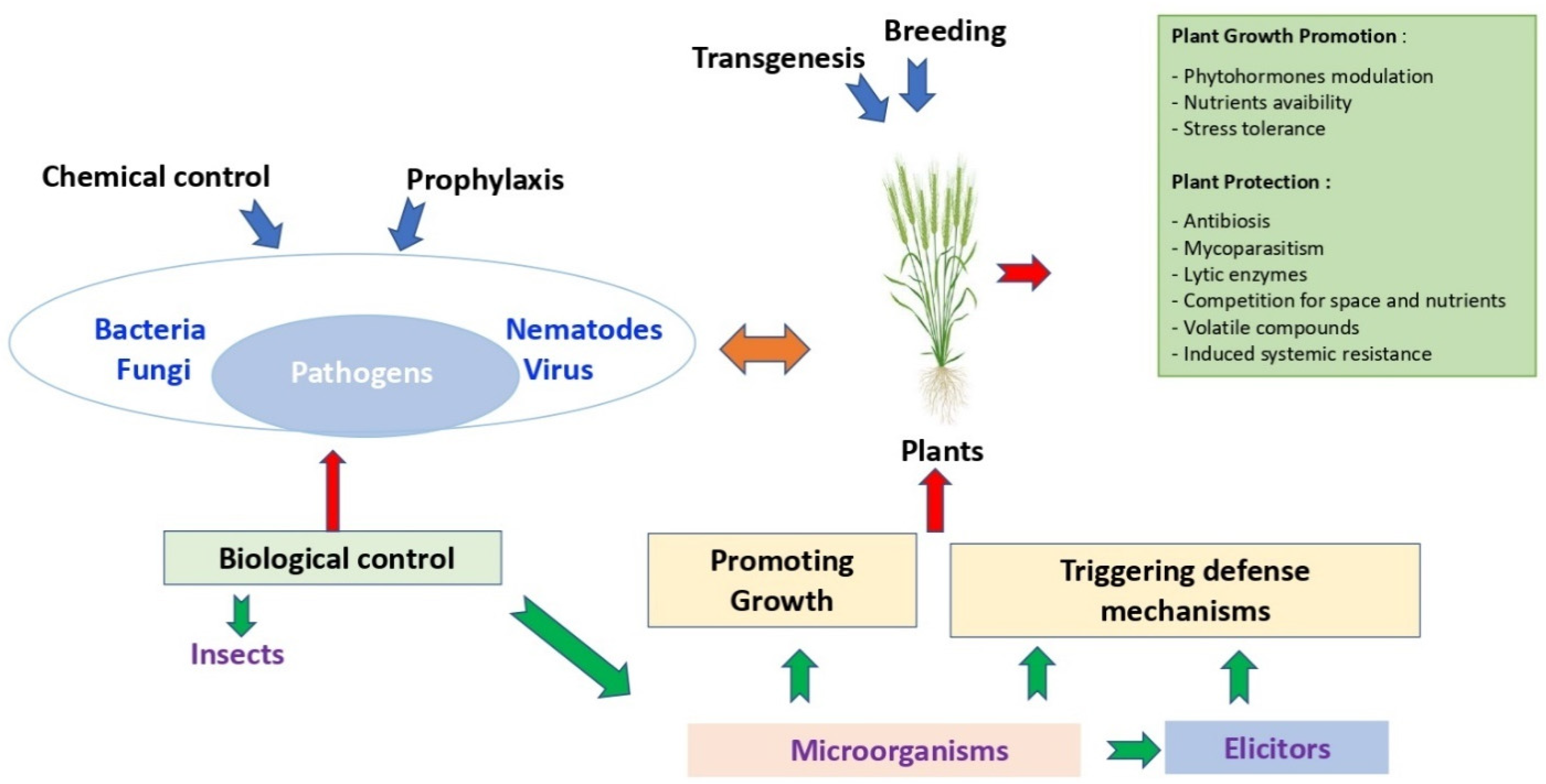 Plants текст. Promoting growth. Plant Protection products. Comprehensive Plant Protection. Rhizobacteria.