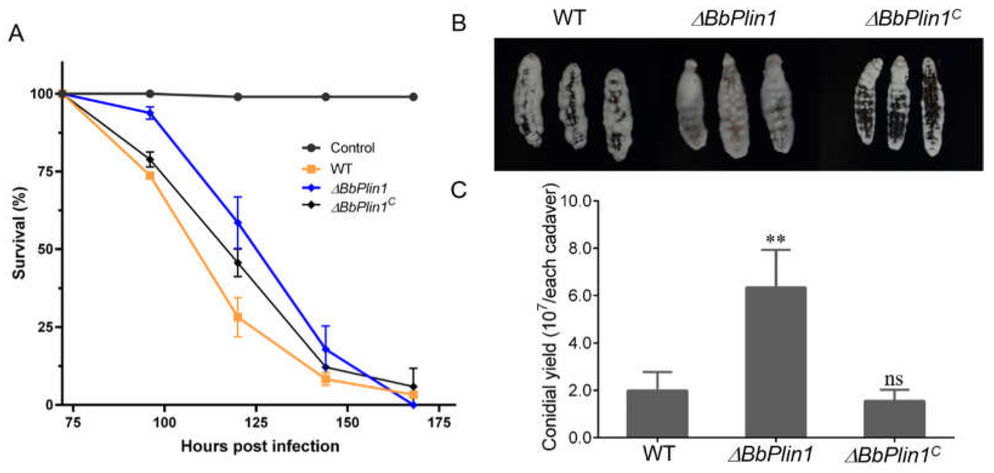 JoF | Free Full-Text | A Perilipin Affects Lipid Droplet