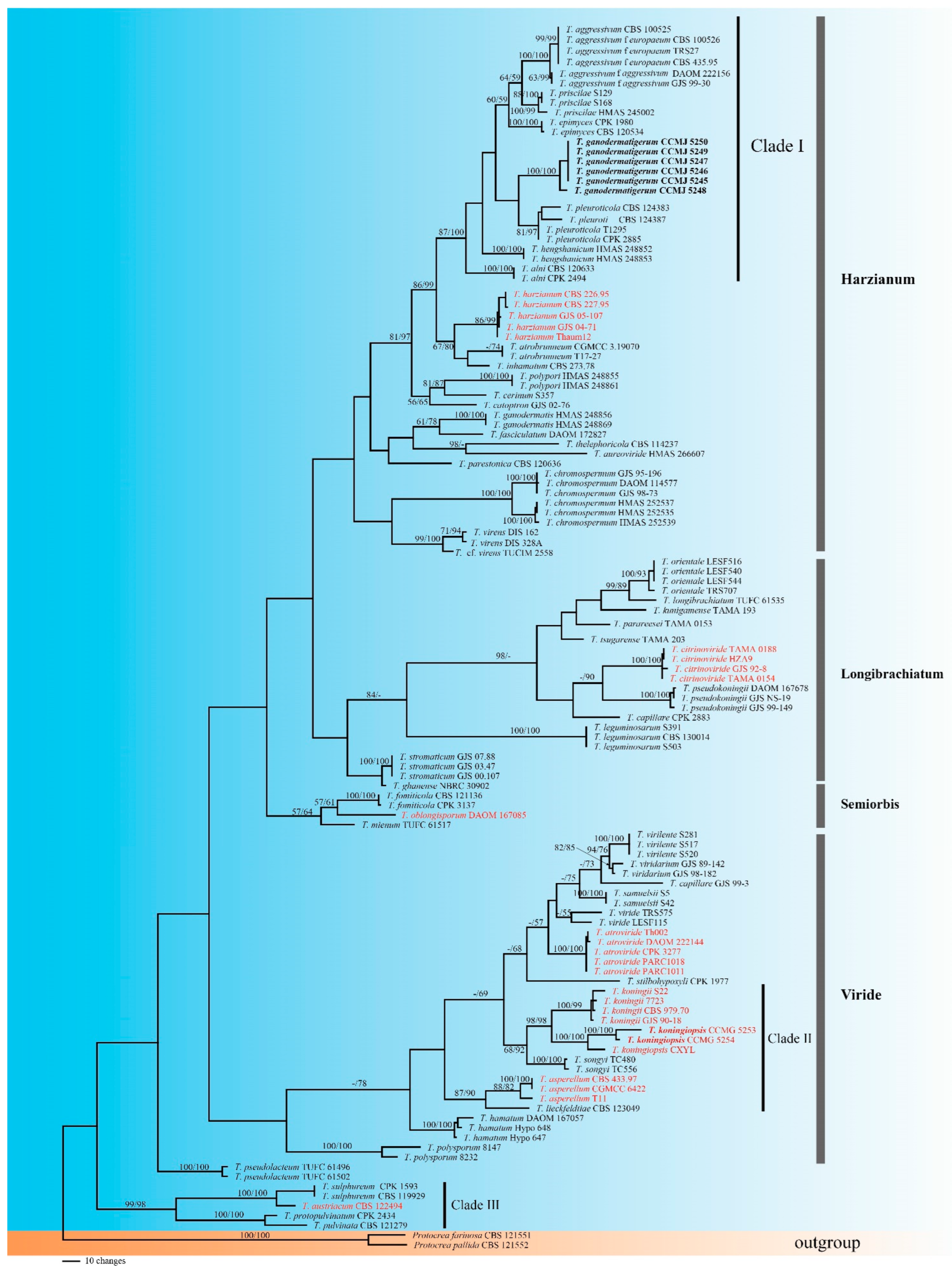 JoF | Free Full-Text | Phylogenetic Analysis of Trichoderma 