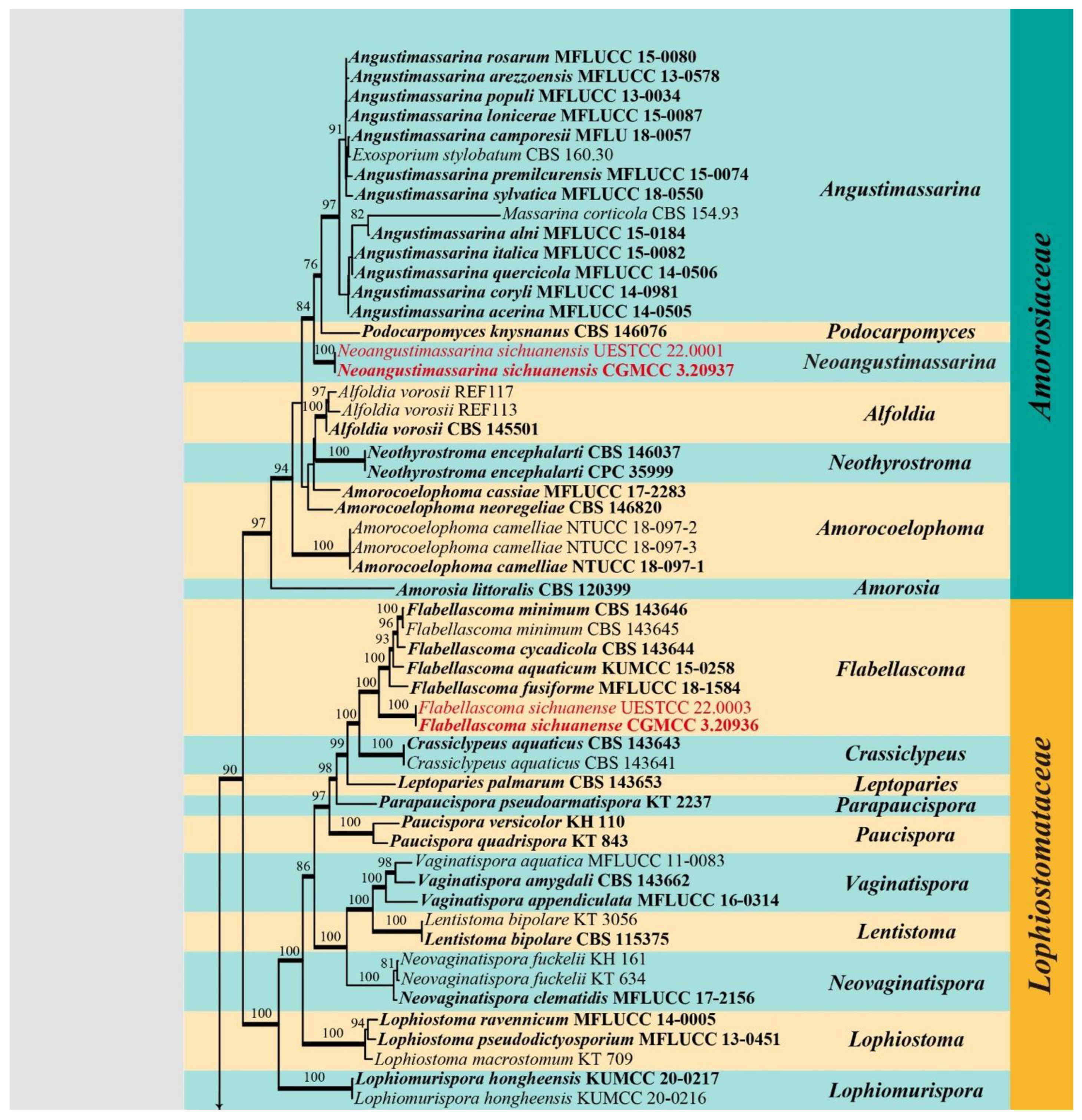 JoF | Free Full-Text | Morpho-Phylogenetic Evidence Reveals Novel