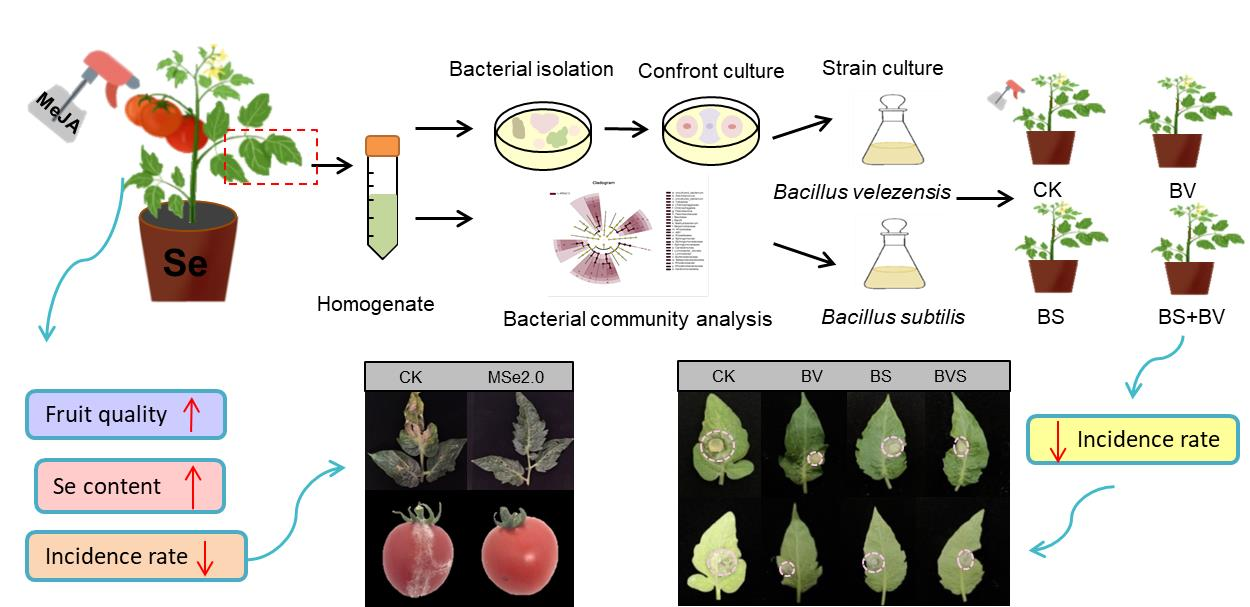 JoF | Free Full-Text | Selenium Combined with Methyl Jasmonate to Control  Tomato Gray Mold by Optimizing Microbial Community Structure in Plants