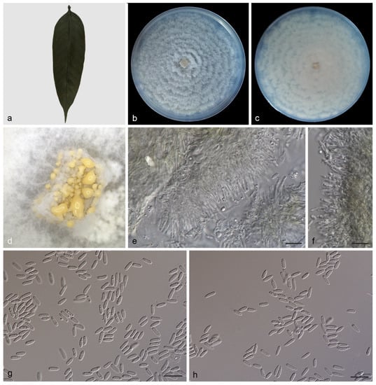 JoF | Free Full-Text | Morphological and Phylogenetic Analyses 