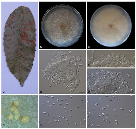 JoF | Free Full-Text | Morphological and Phylogenetic Analyses 