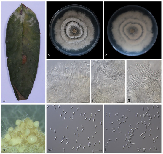 JoF | Free Full-Text | Morphological and Phylogenetic Analyses 