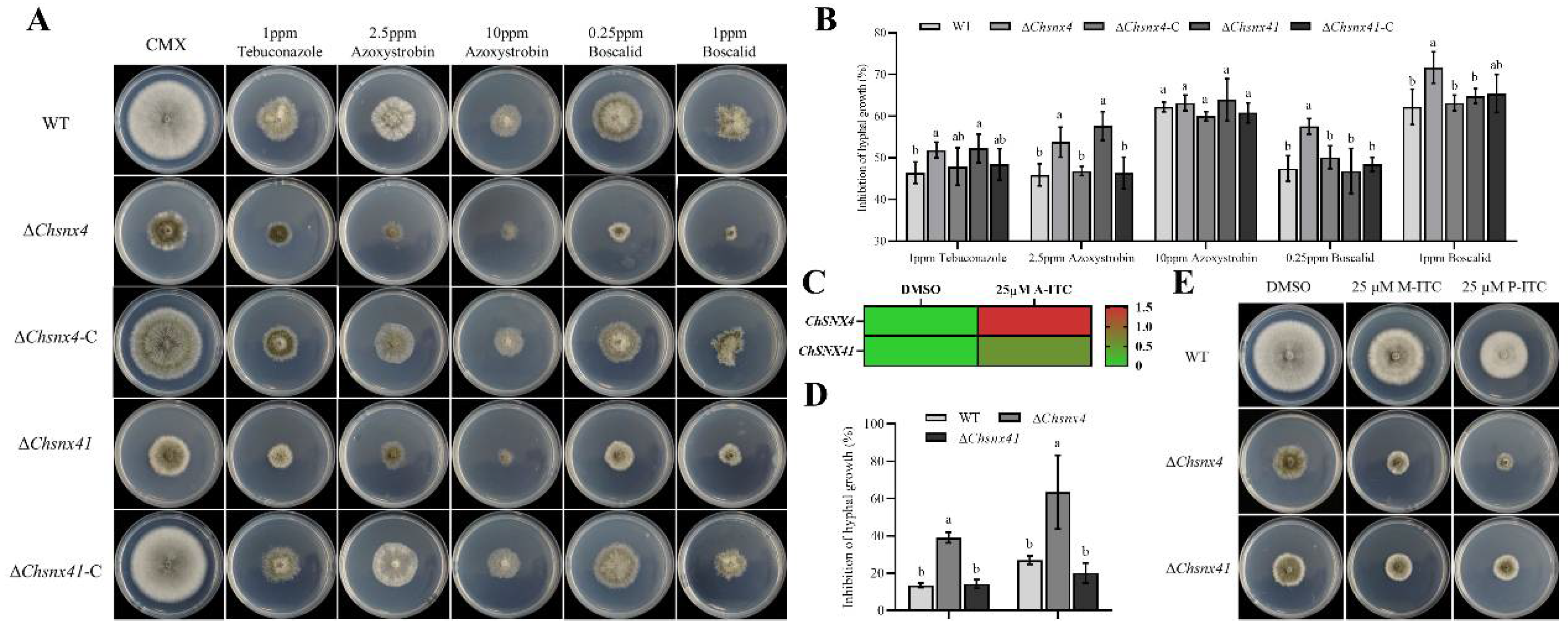 Jof 08 00855 g006 Jof 08 00855 g006