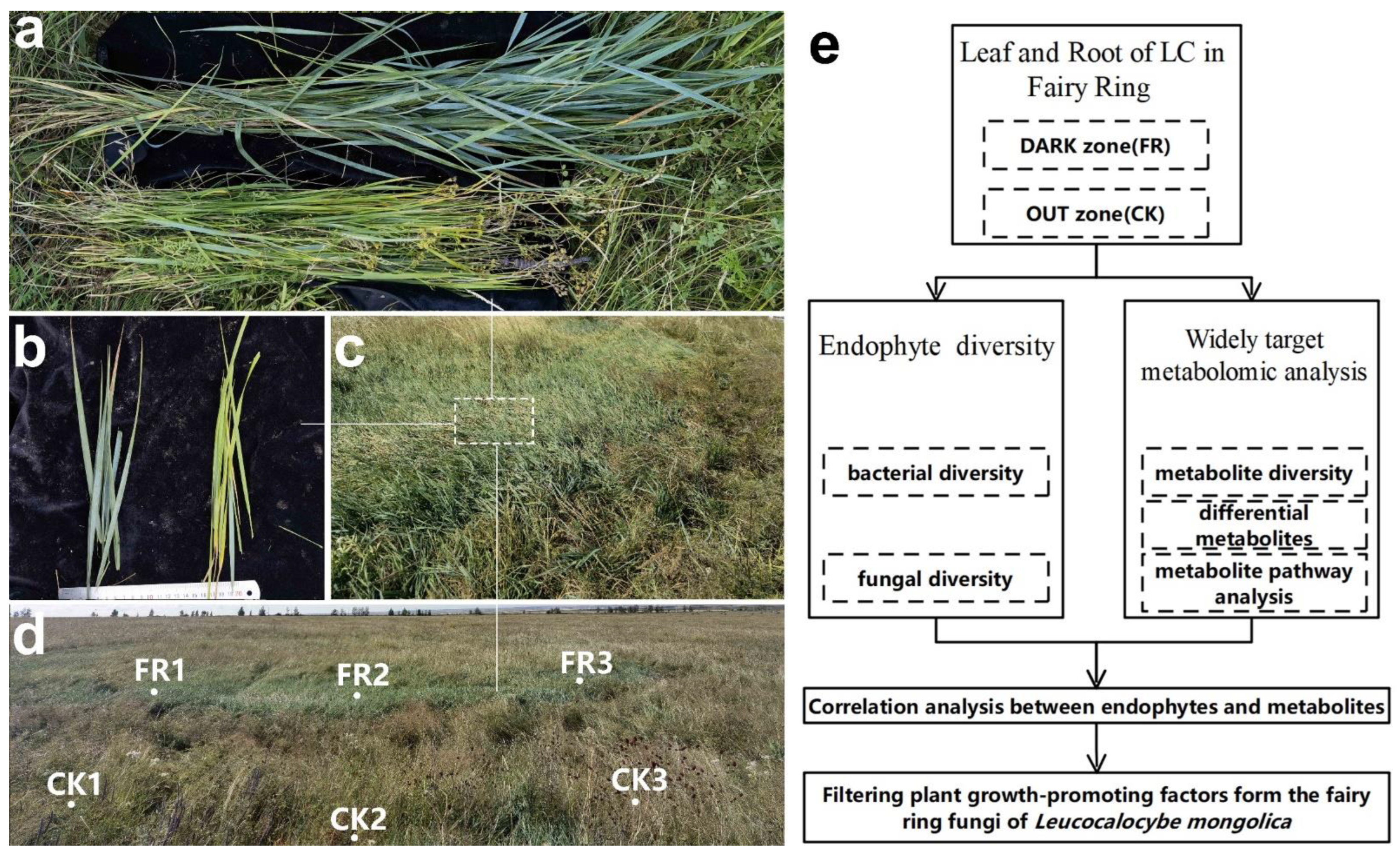 The Magical Mathematics Behind 'Fairy Circles', Smart News