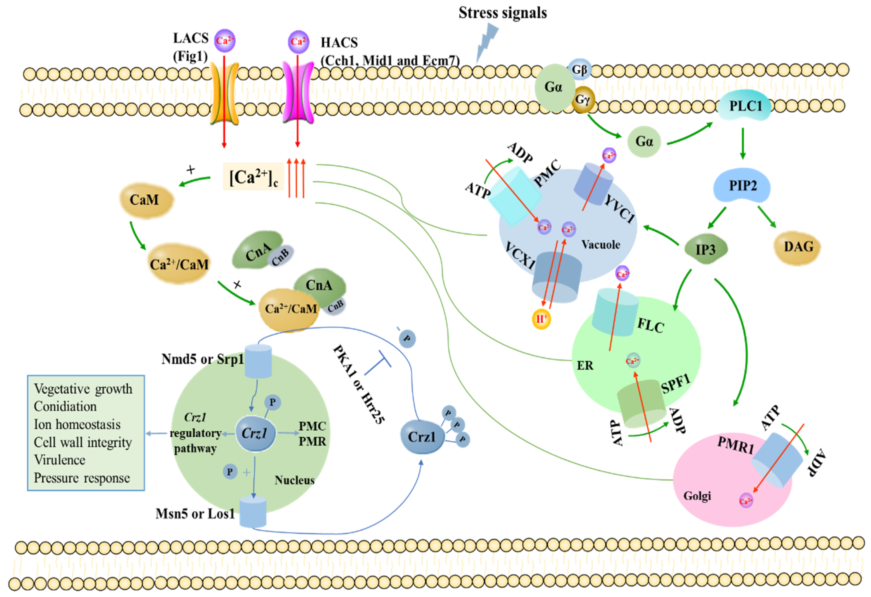 Full article: The Influence Mechanism of Abnormal Immunophilin