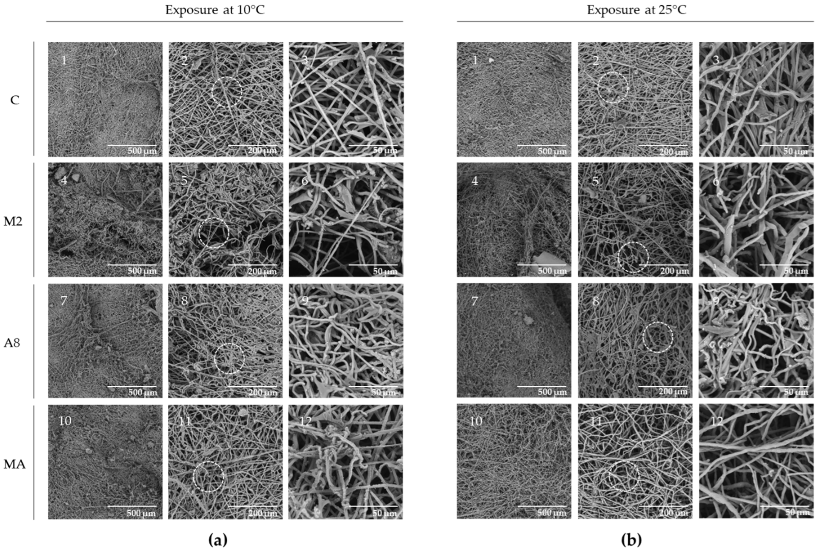 JoF | Free Full-Text | Identification of Exoenzymes Secreted by 