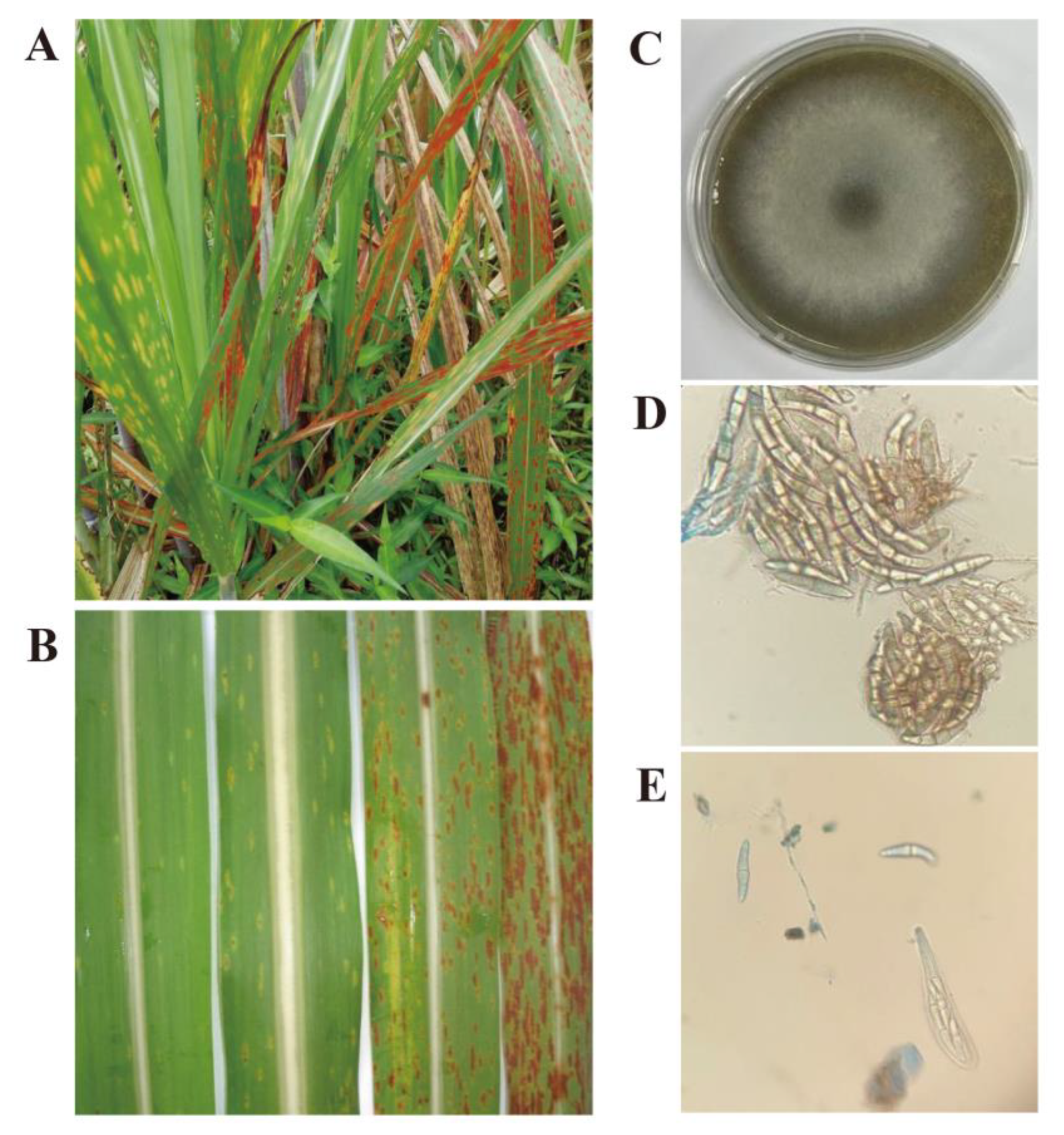 Jof 08 01088 g002 Jof 08 01088 g002