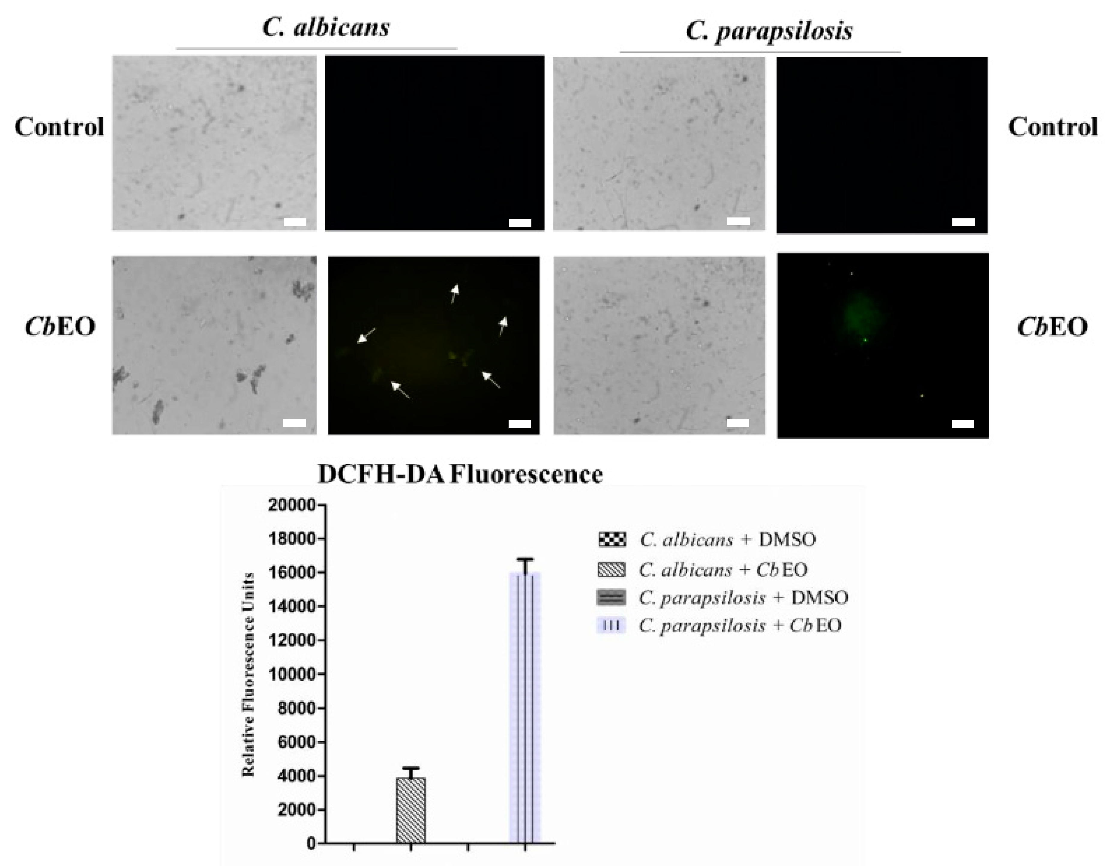 Essential oil from leaves of Croton blanchetianus Baill does not