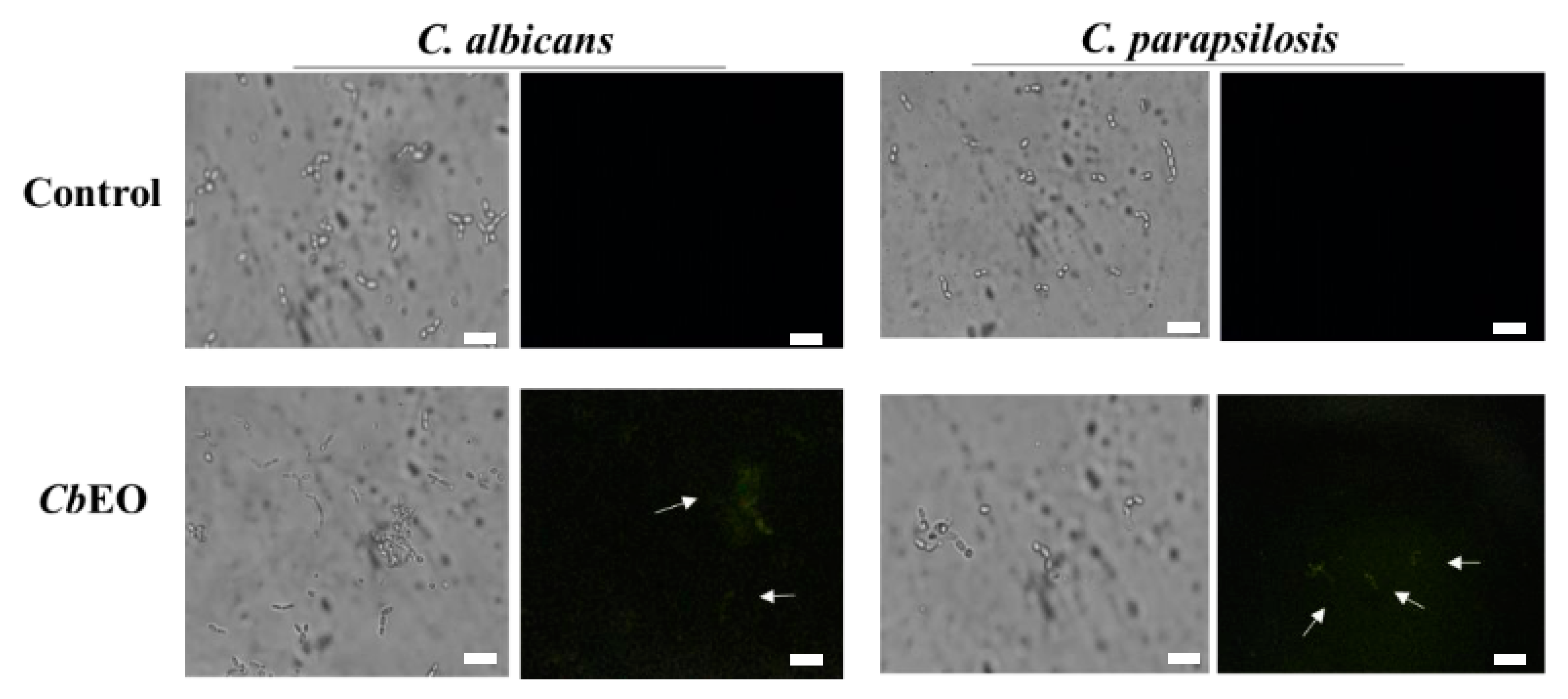 Essential oil from leaves of Croton blanchetianus Baill does not