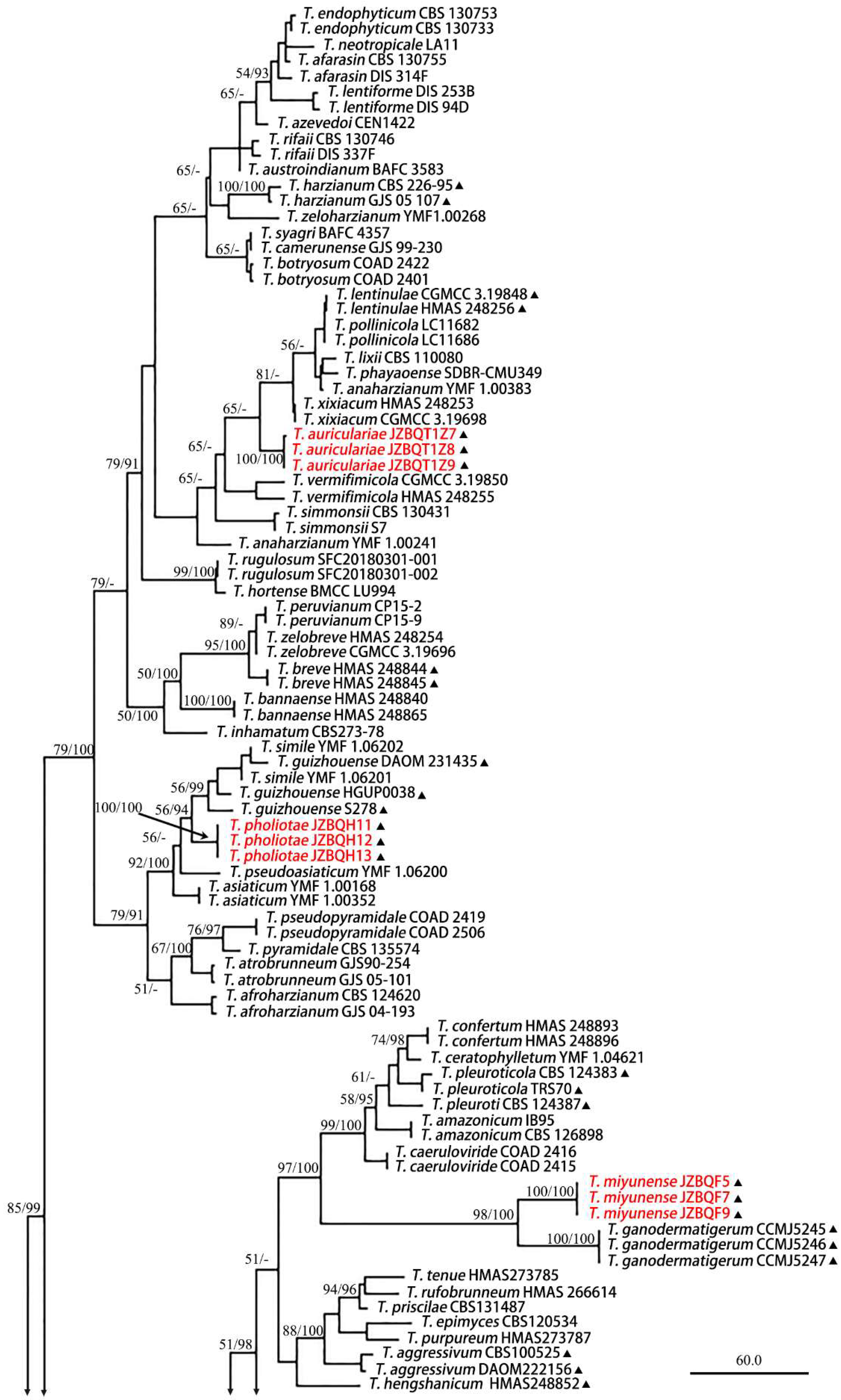 JoF | Free Full-Text | Three New Trichoderma Species in Harzianum 