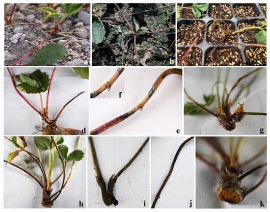 Strawberry Plant Diseases: Bacteria, Fungi, Molds & Viruses