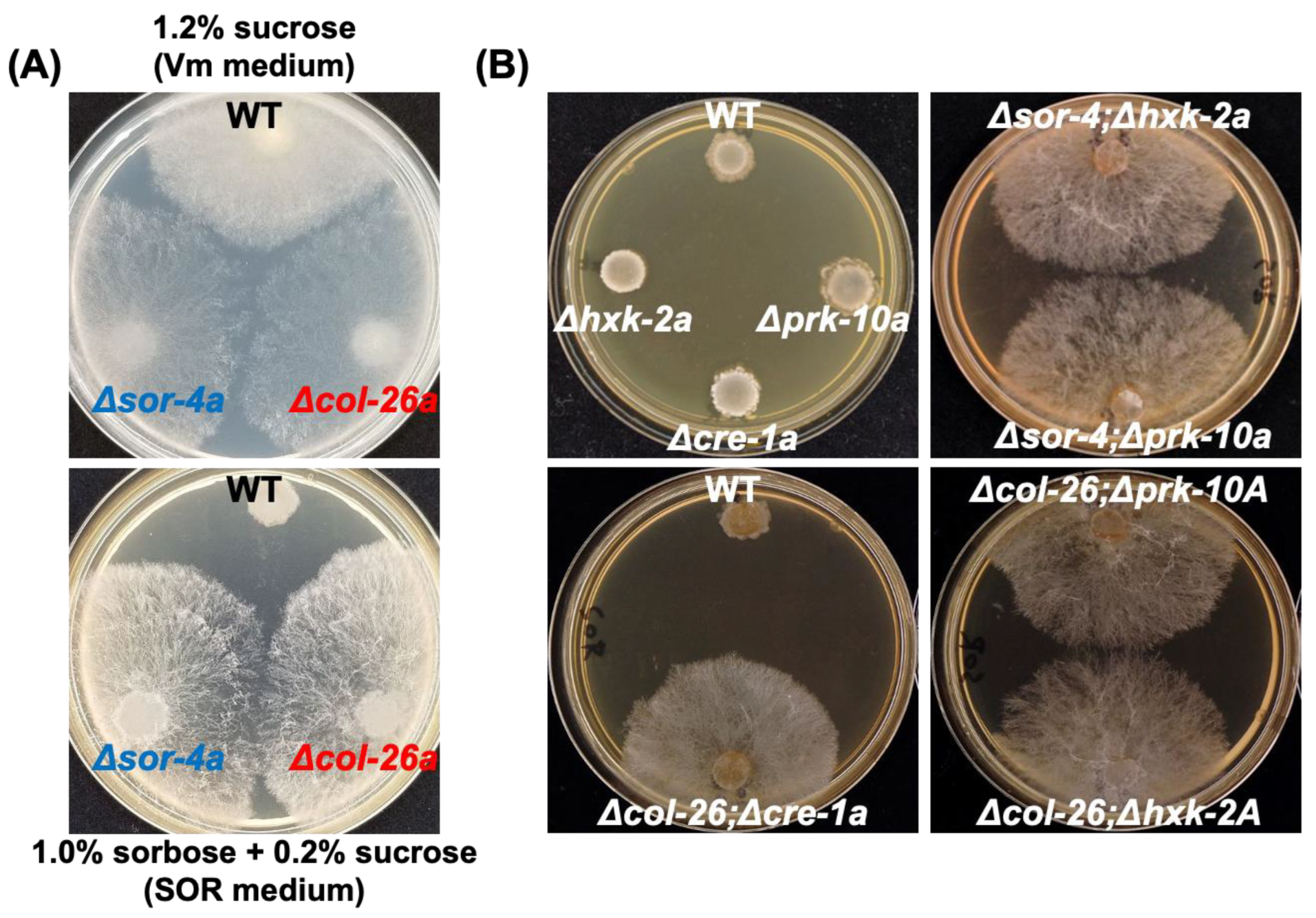 Jof 08 01169 g001 Jof 08 01169 g001
