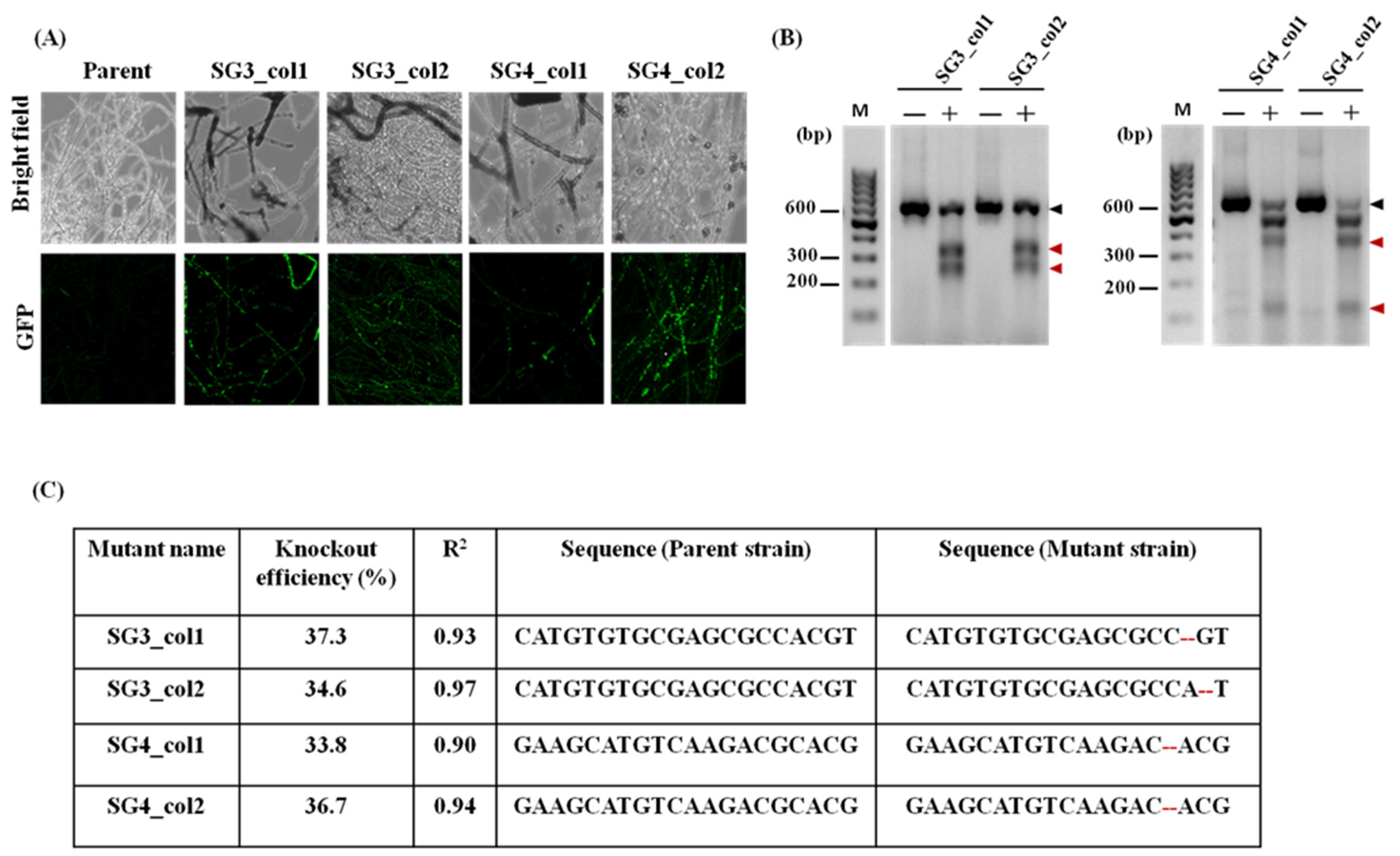 JoF | Free Full-Text | A Dual-Plasmid-Based CRISPR/Cas9-Mediated