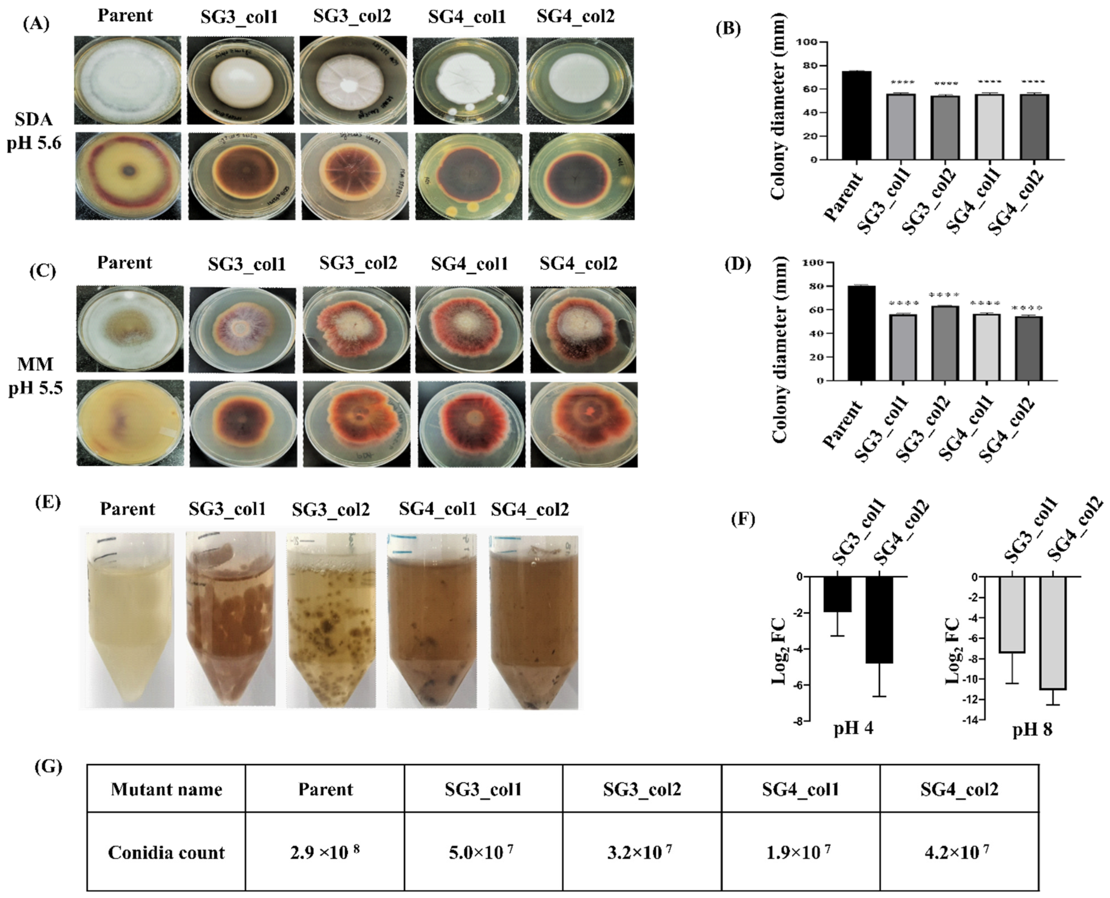 JoF | Free Full-Text | A Dual-Plasmid-Based CRISPR/Cas9-Mediated