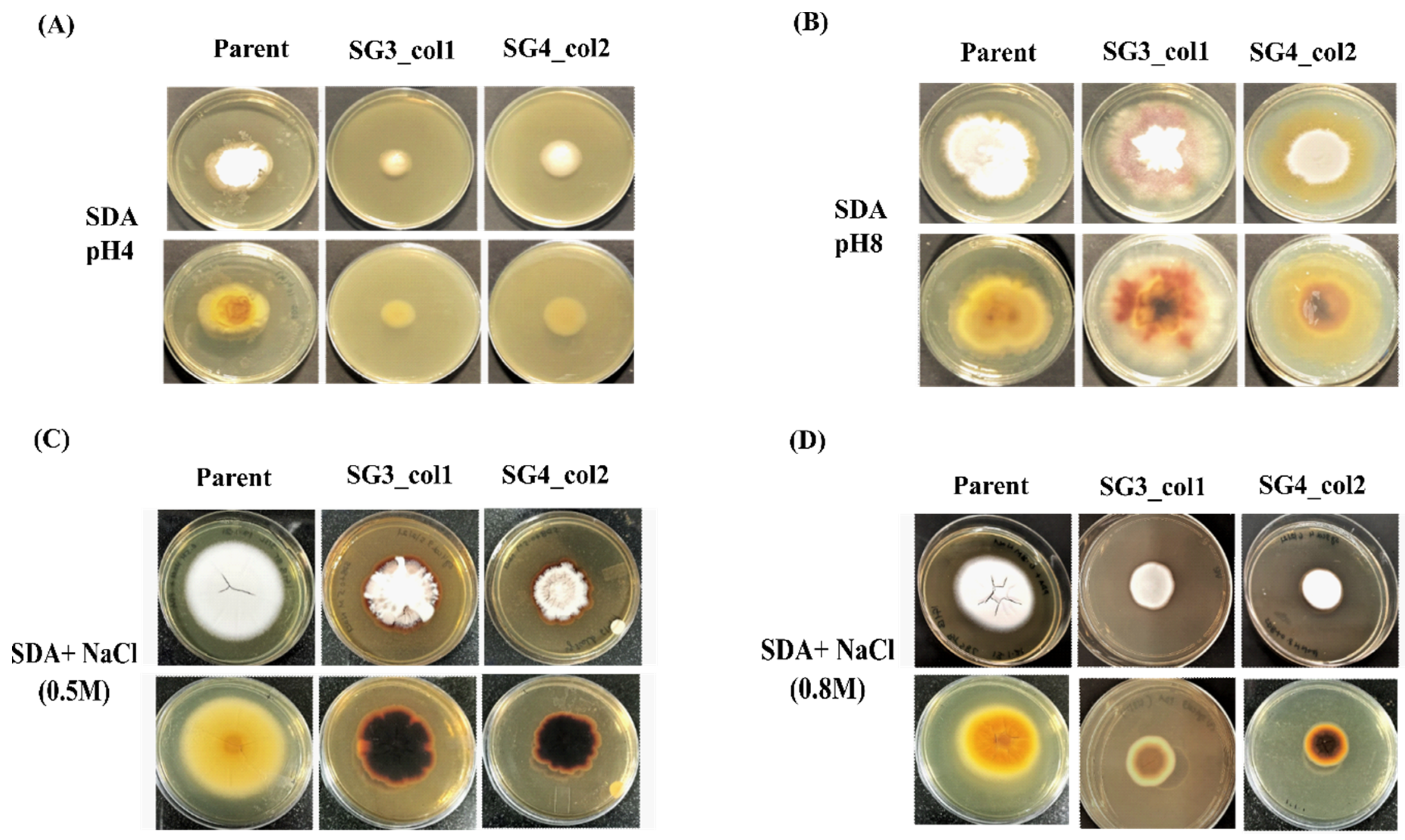 JoF | Free Full-Text | A Dual-Plasmid-Based CRISPR/Cas9-Mediated