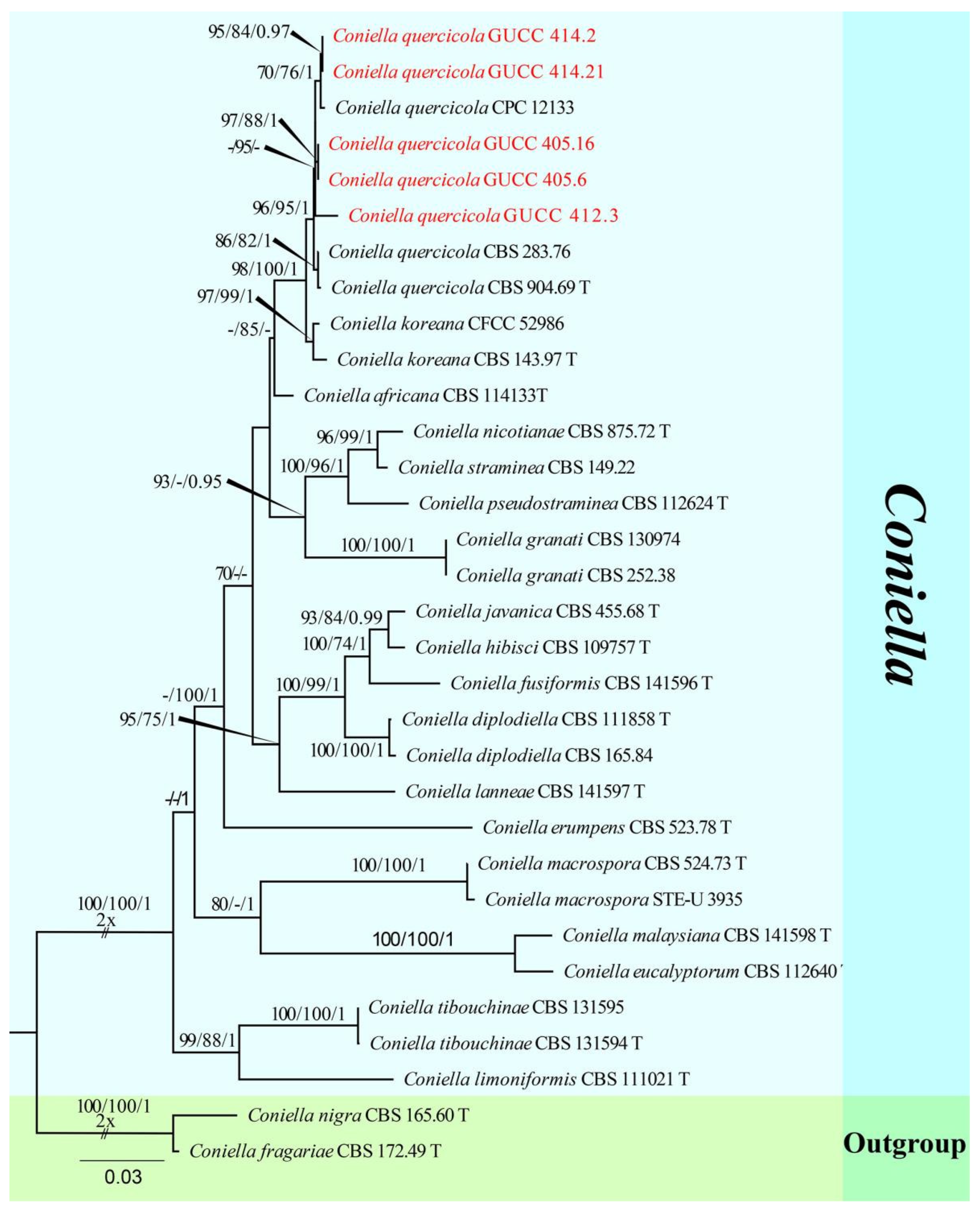 JoF | Free Full-Text | Taxonomy and Multigene Phylogeny of