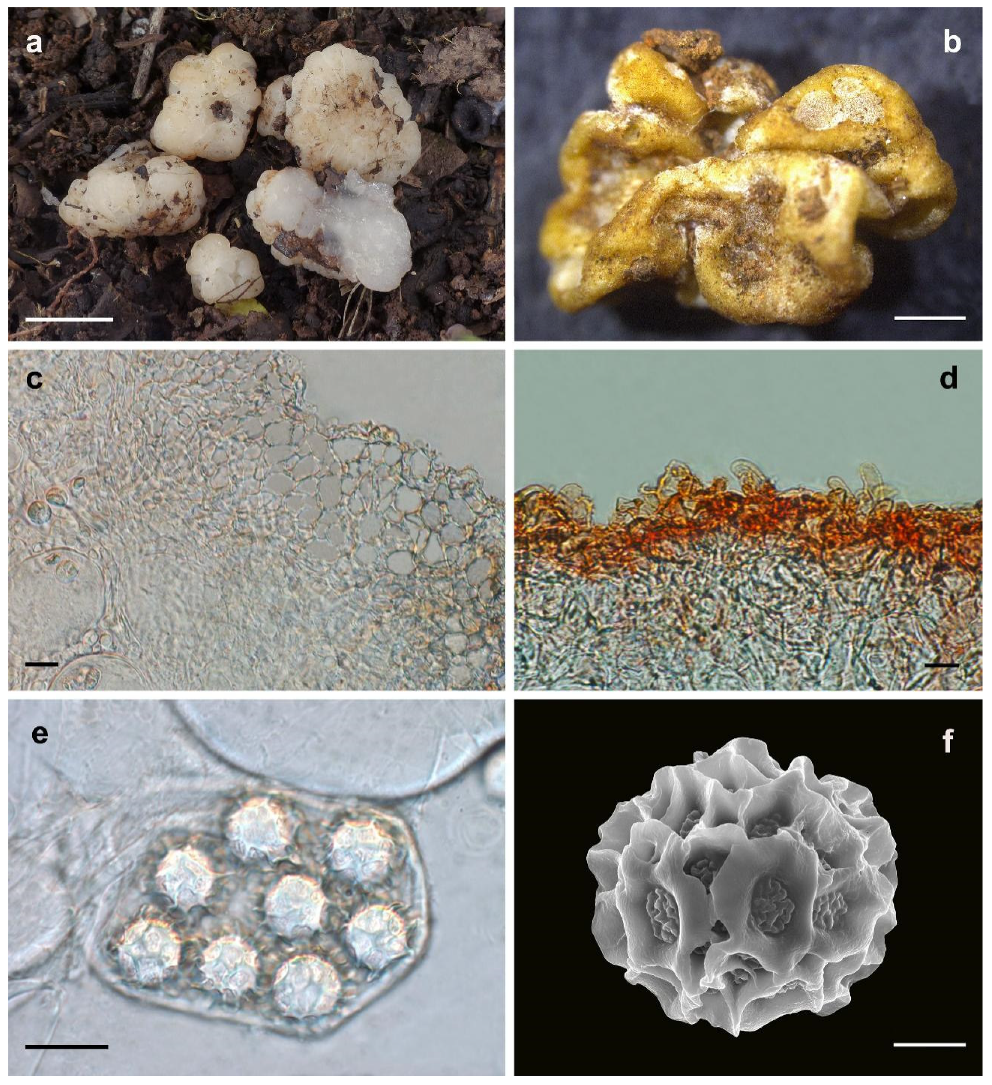 Jof 08 01302 g003 Jof 08 01302 g003