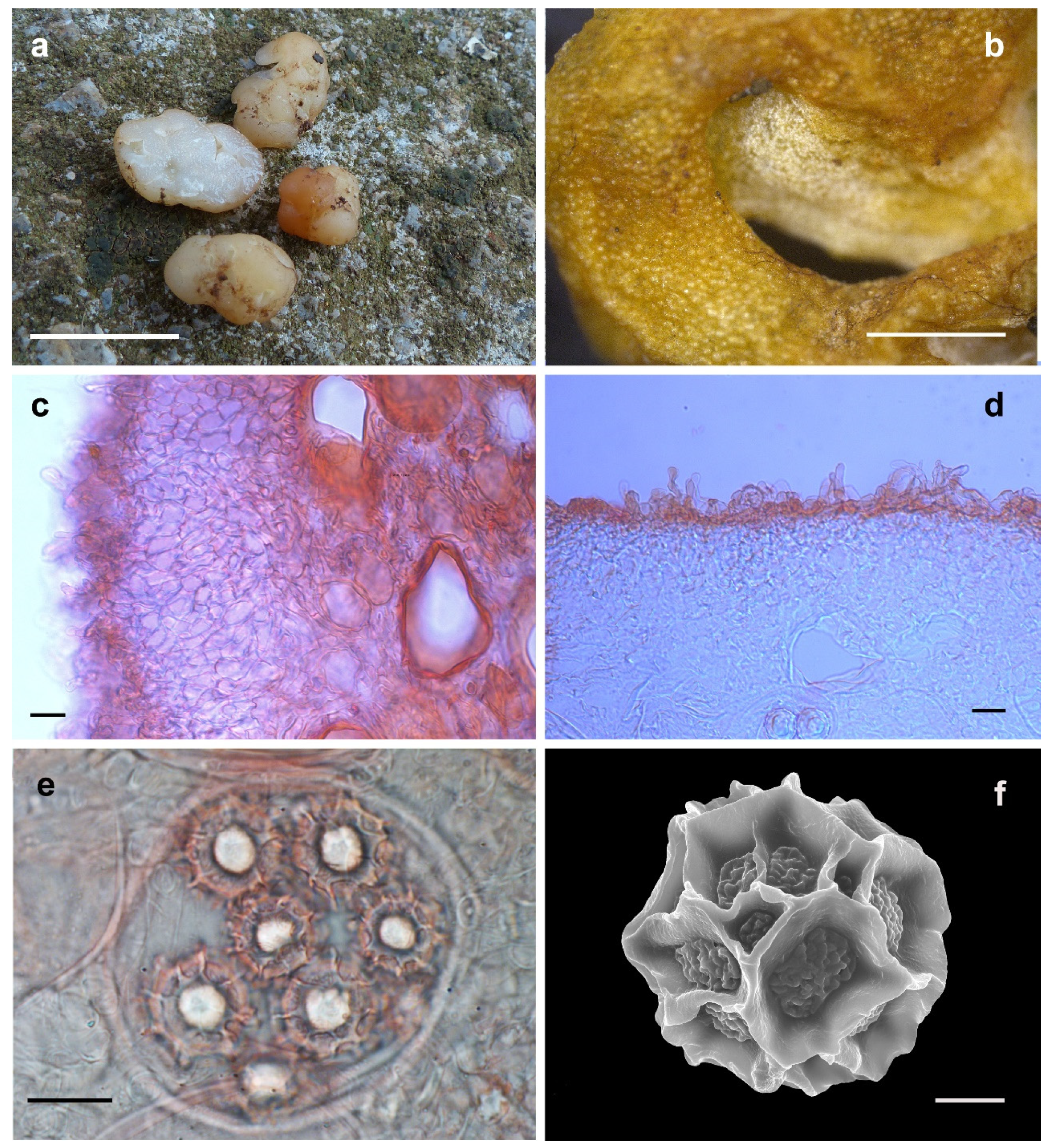 Jof 08 01302 g004 Jof 08 01302 g004