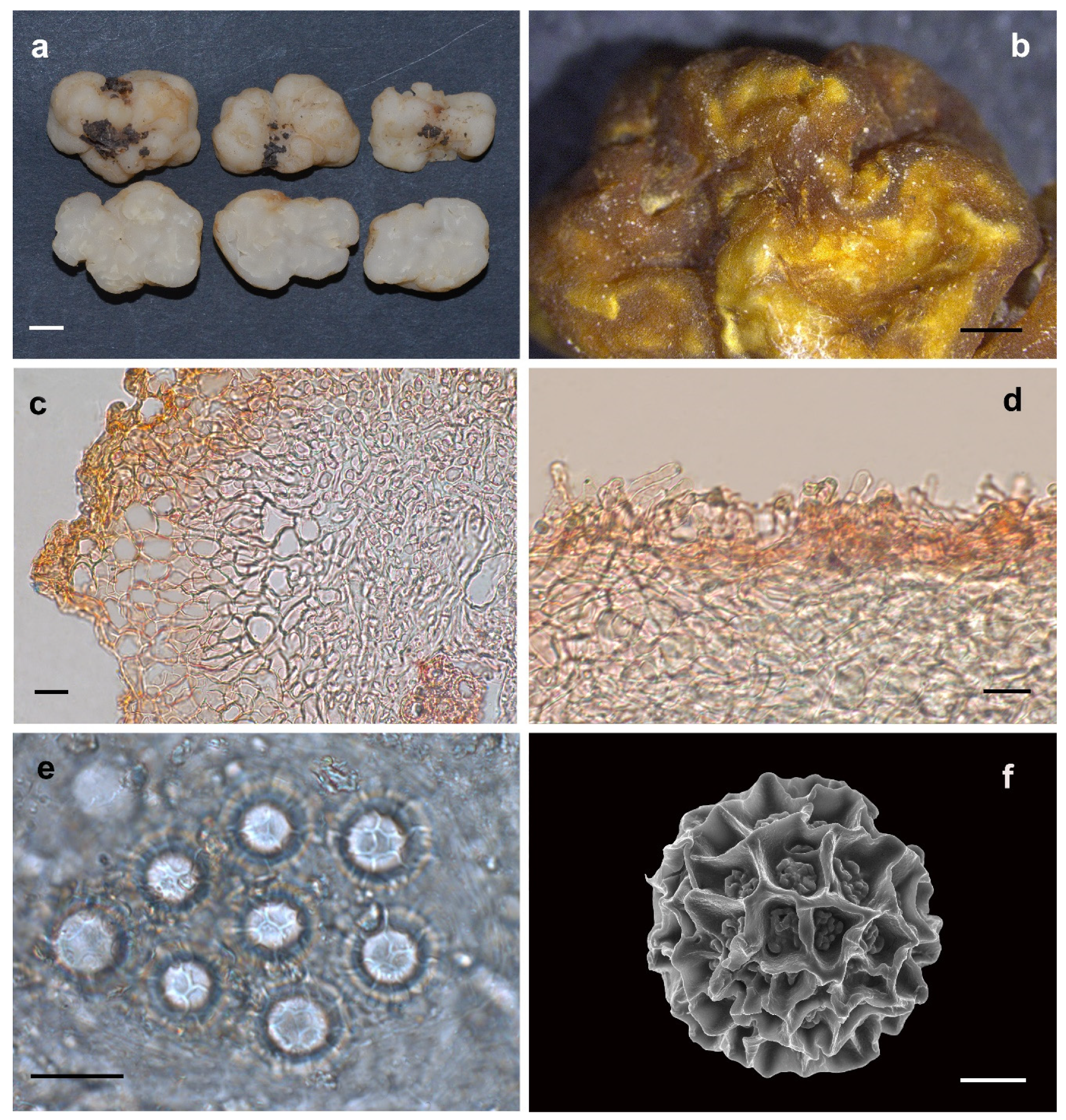 Jof 08 01302 g005 Jof 08 01302 g005