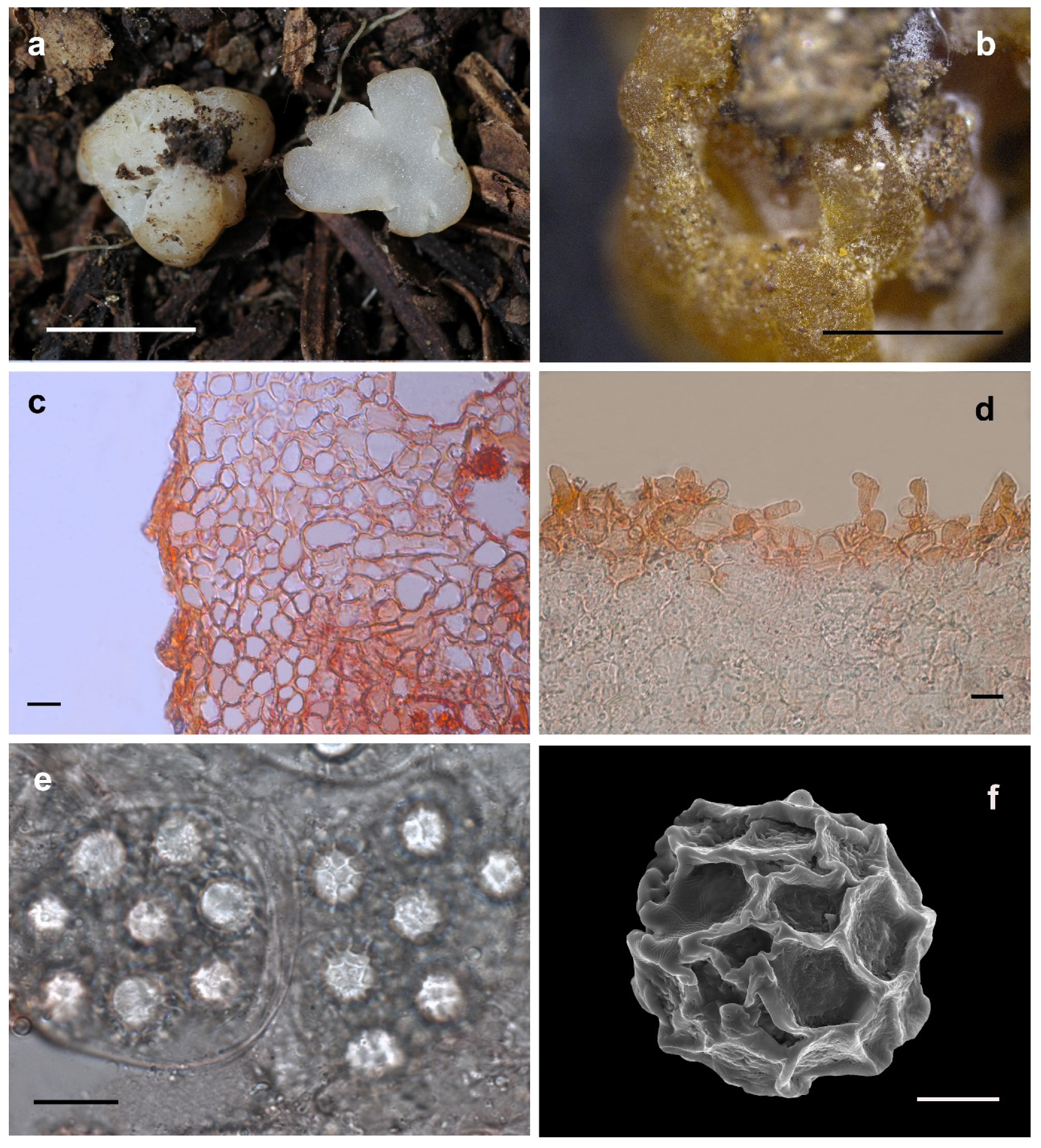 Jof 08 01302 g006 Jof 08 01302 g006