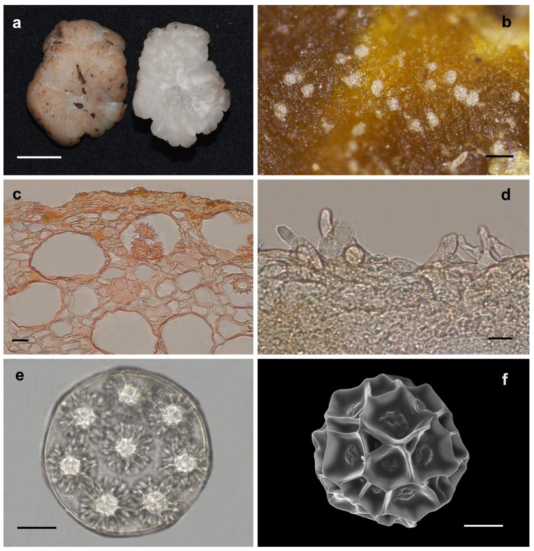 Jof 08 01302 g007 Jof 08 01302 g007