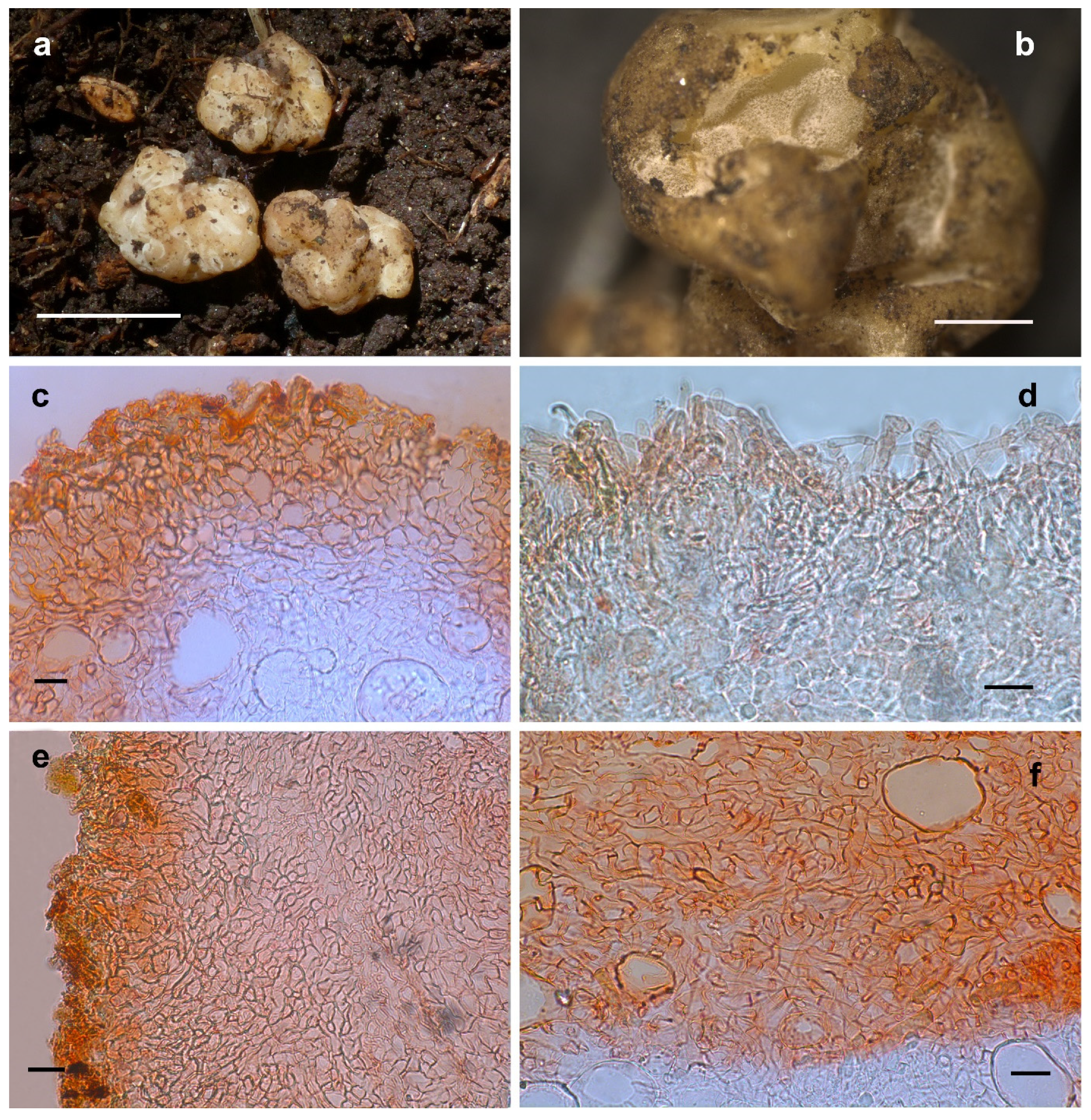 Jof 08 01302 g008 Jof 08 01302 g008