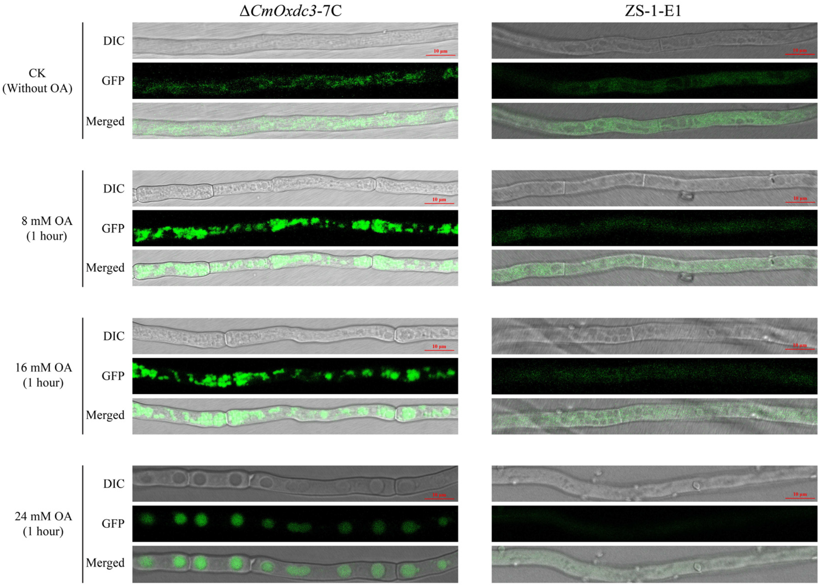 Jof 08 01304 g003 Jof 08 01304 g003