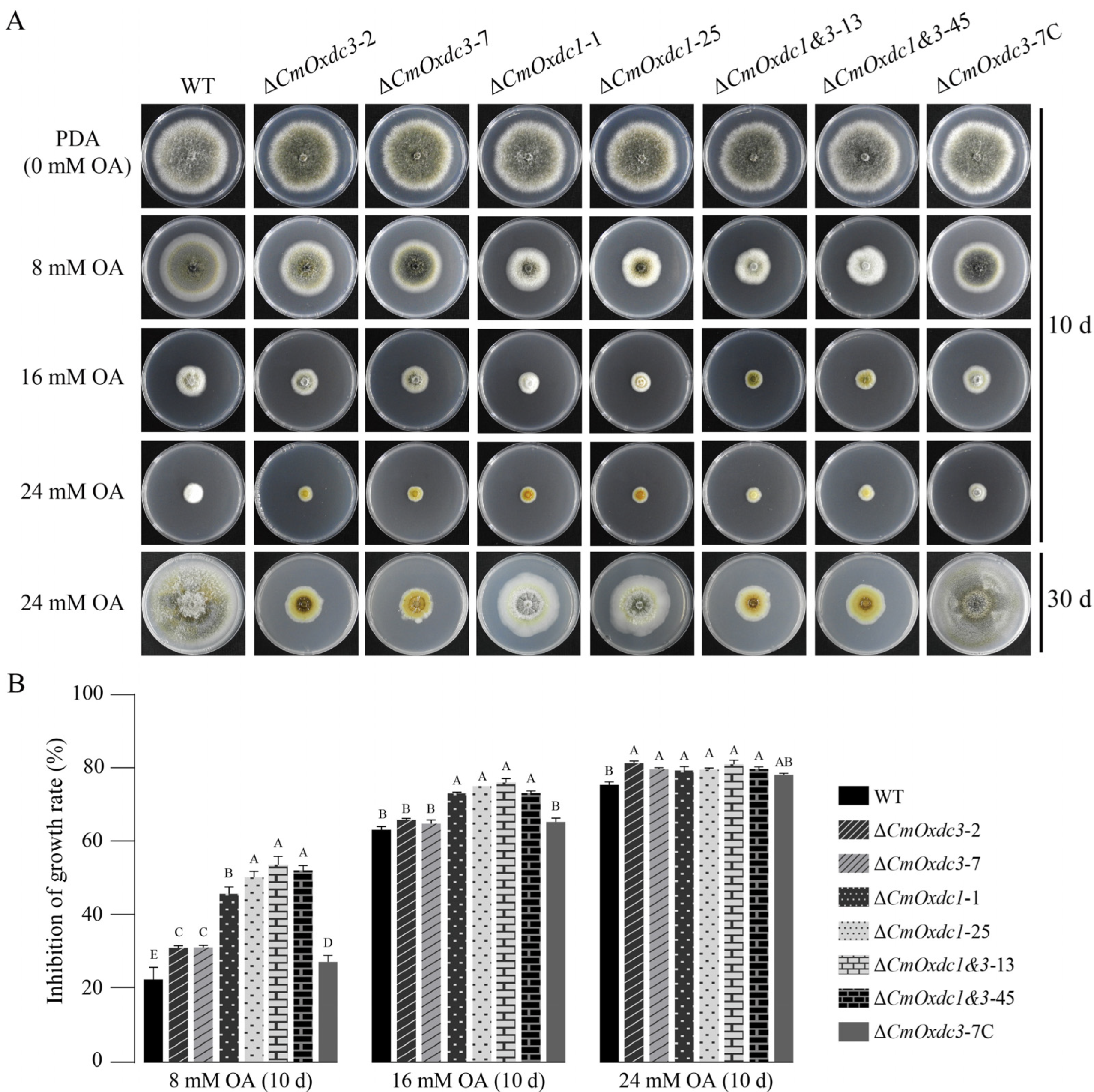 Jof 08 01304 g004 Jof 08 01304 g004