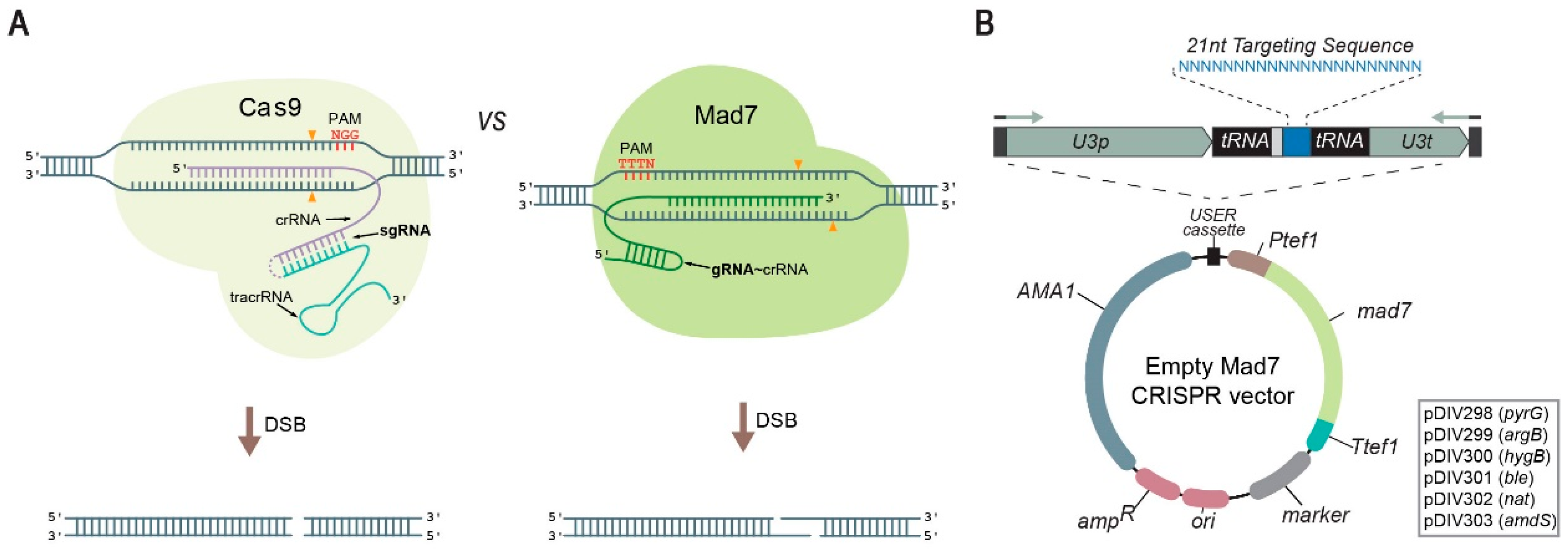 CRISPR-Cas12a induced DNA double-strand breaks are repaired by multiple  pathways with different mutation profiles in Magnaporthe oryzae
