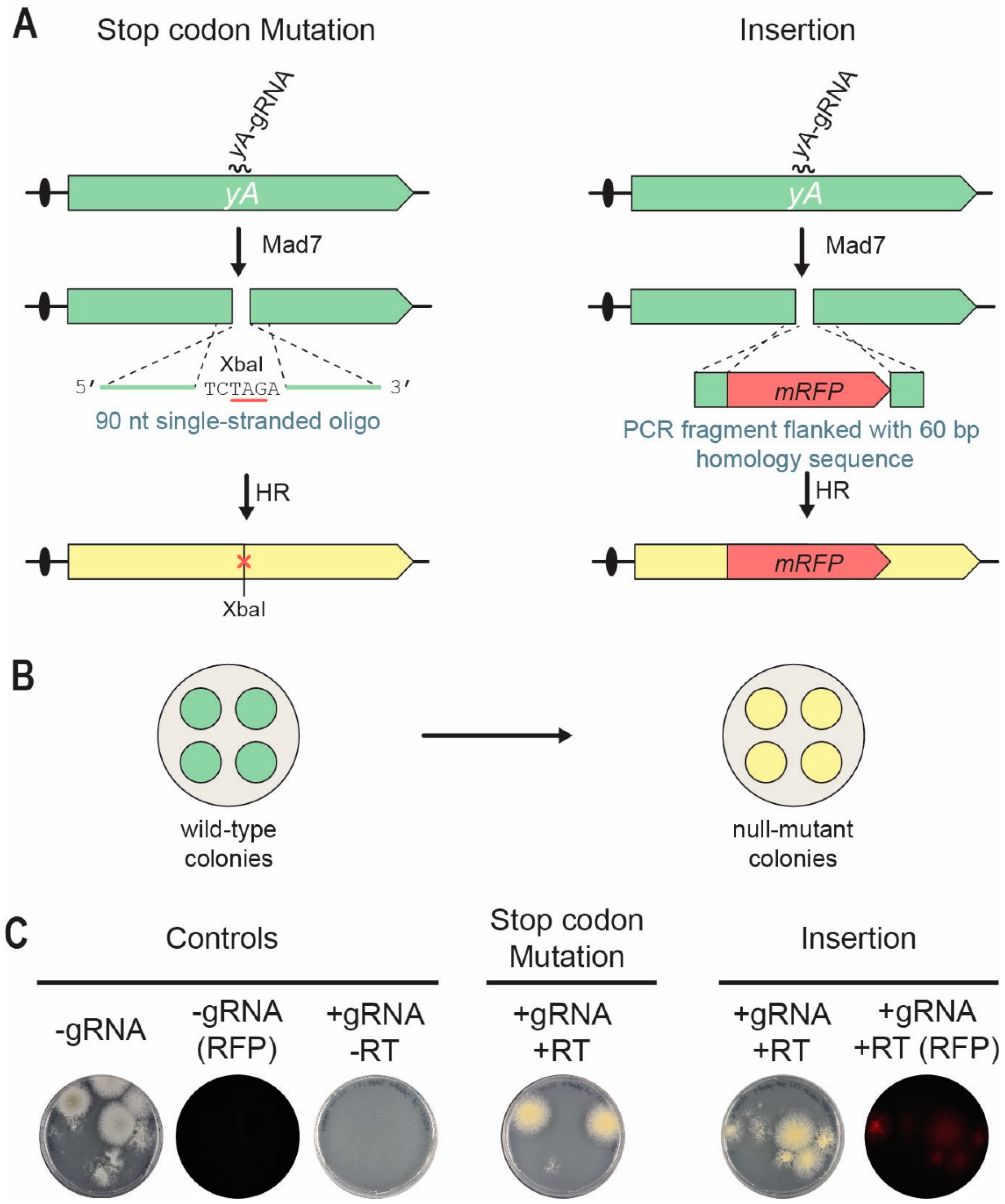 CRISPR-Cas12a induced DNA double-strand breaks are repaired by multiple  pathways with different mutation profiles in Magnaporthe oryzae