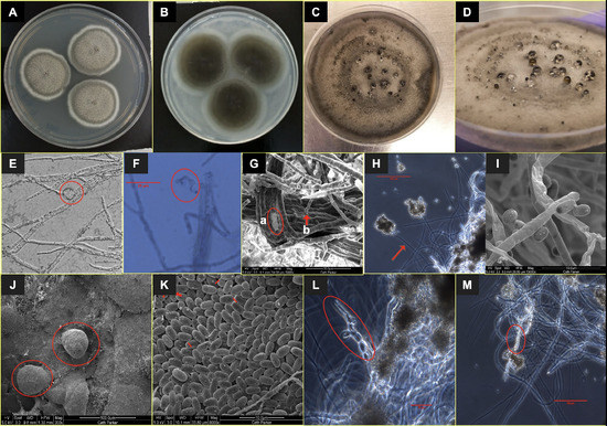 JoF | Free Full-Text | Description and Genome Characterization of Three  Novel Fungal Strains Isolated from Mars 2020 Mission-Associated Spacecraft  Assembly Facility Surfaces&mdash;Recommendations for Two New Genera and One  Species