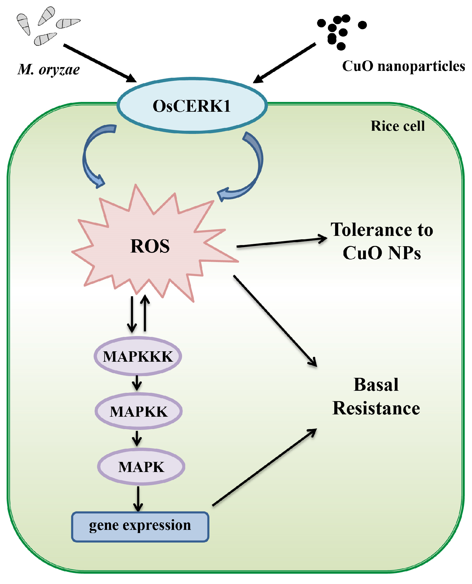 Jof 09 00036 g006 Jof 09 00036 g006