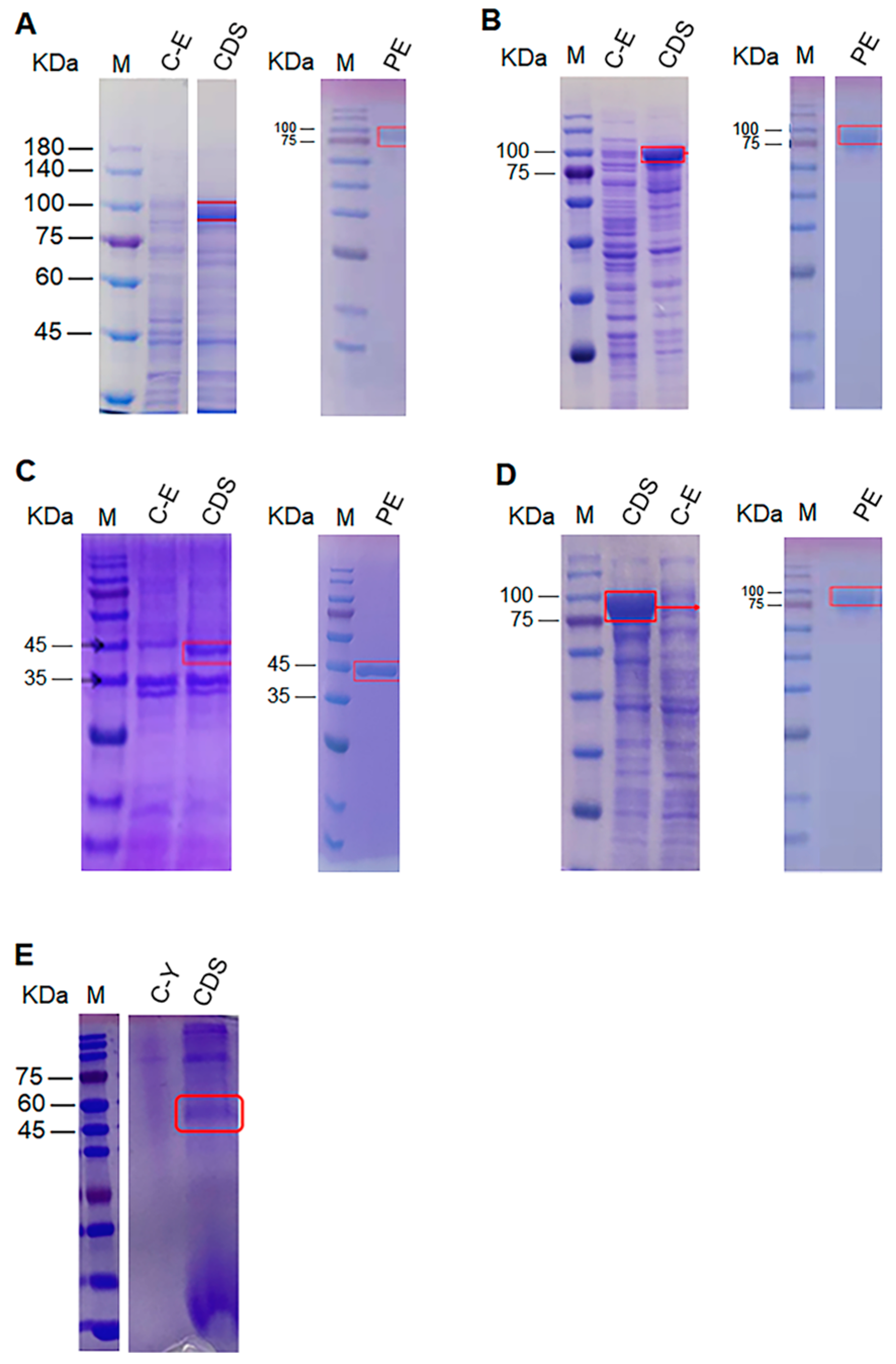 JoF | Free Full-Text | Phylogenesis of the Functional 1 