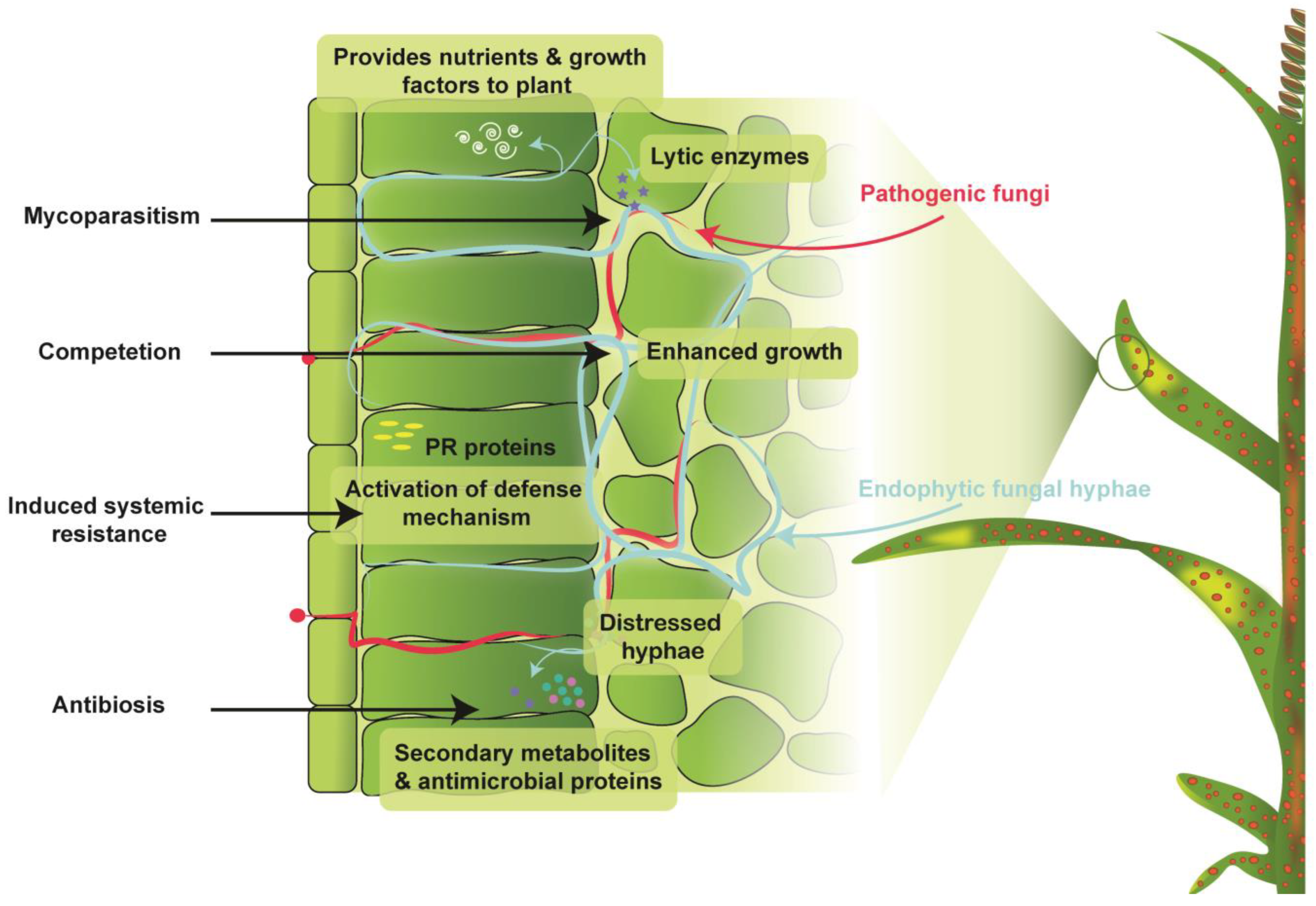 JoF | Free Full-Text | Uniting the Role of Endophytic Fungi