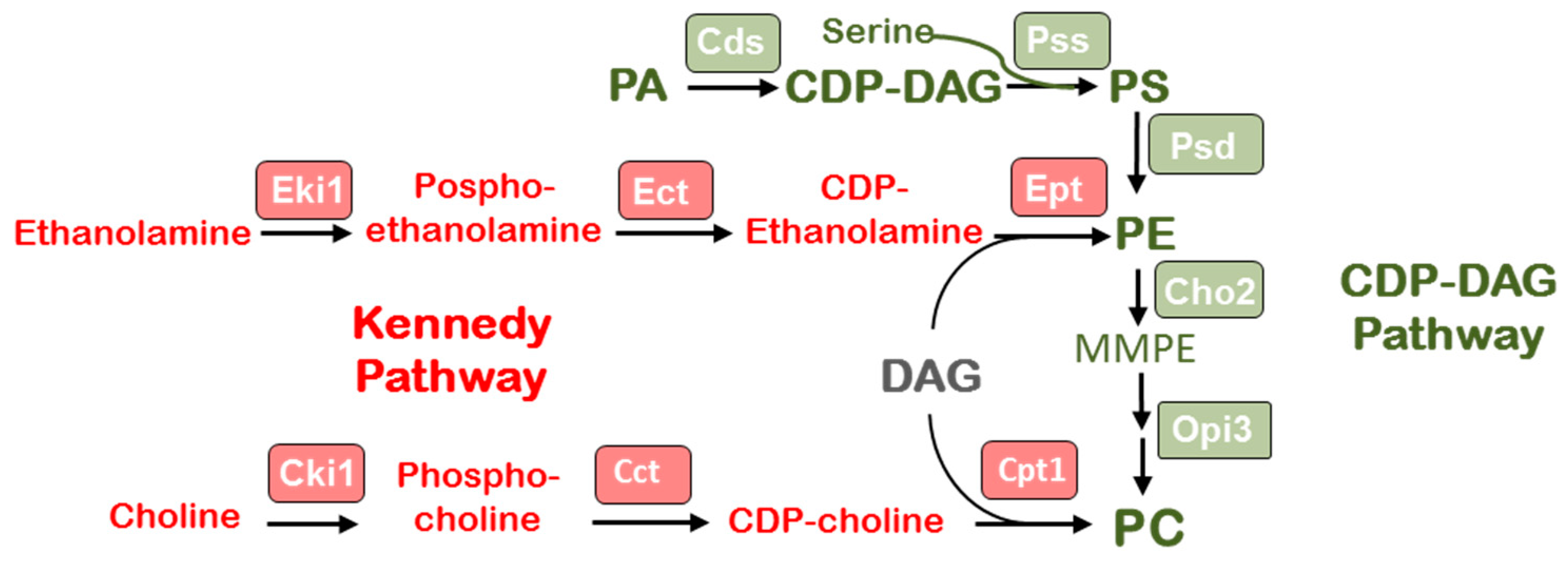 Jof 09 00102 g004 Jof 09 00102 g004